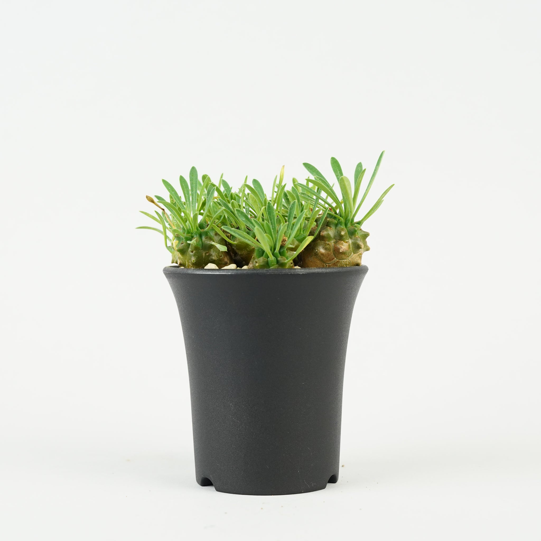 ユーフォルビア・峨眉山「Euphorbia 'Gabisan'」/EU442