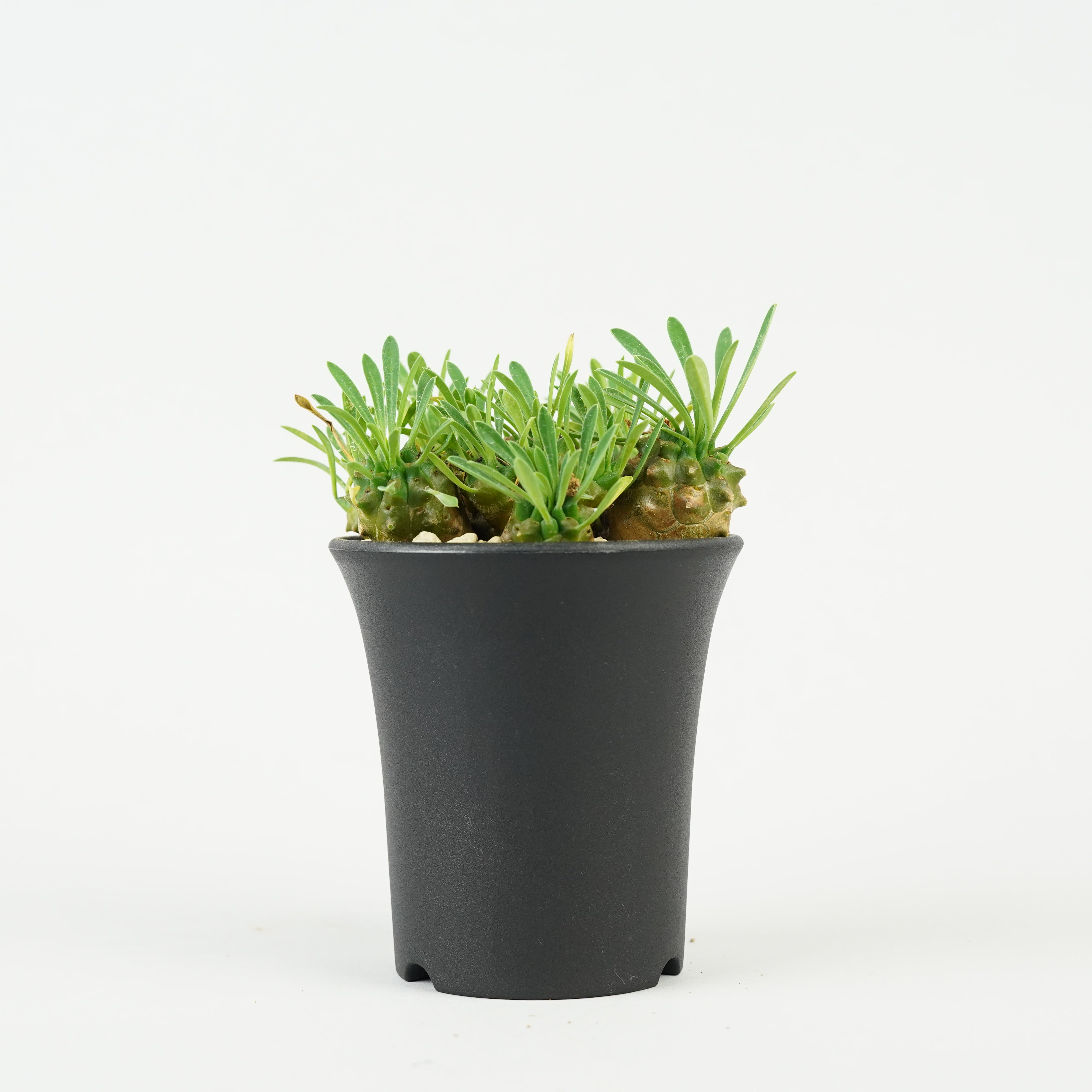 植物/ユーフォルビア – Hachi-8