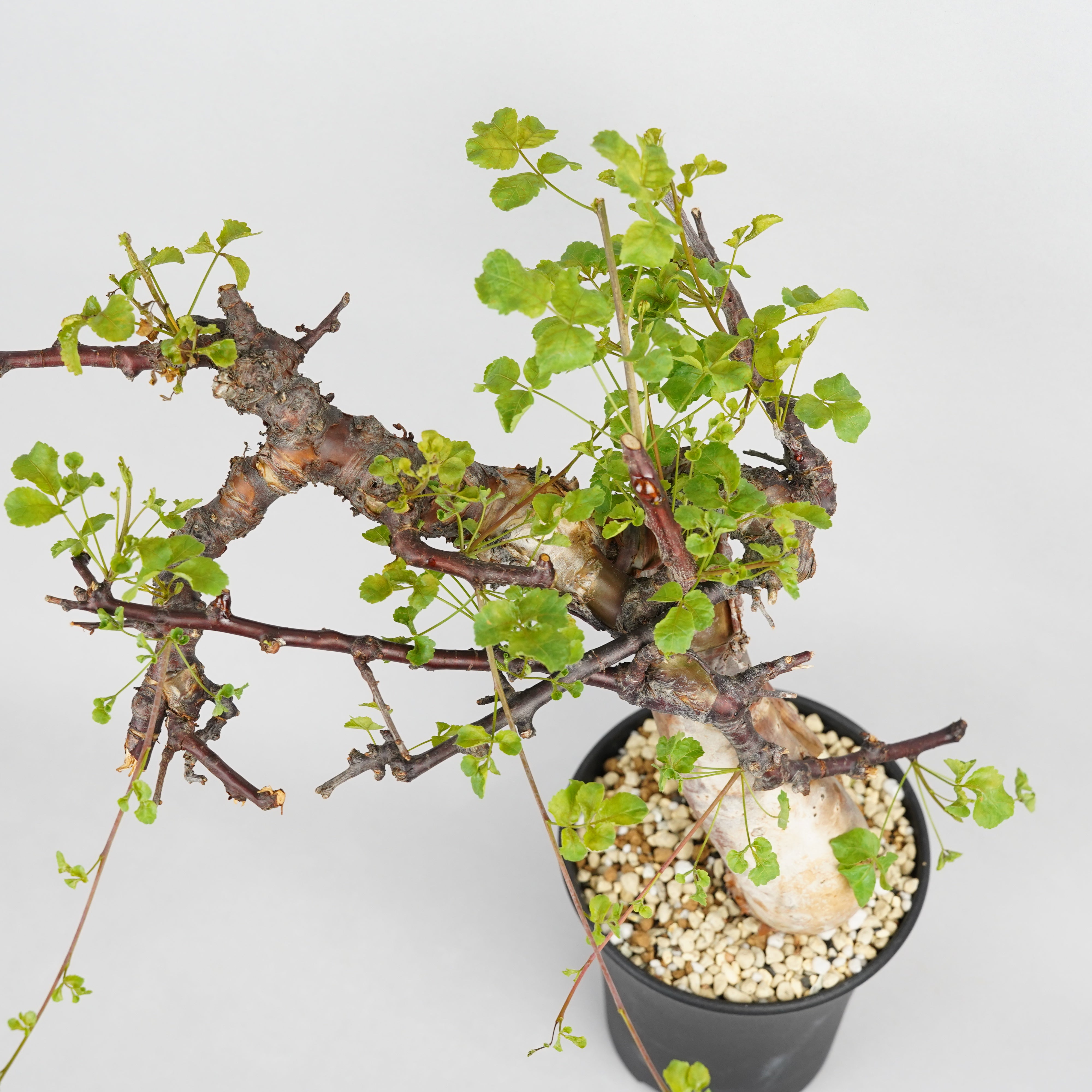 コミフォラ・カタフ・ターカネンシス「Commiphora kataf var