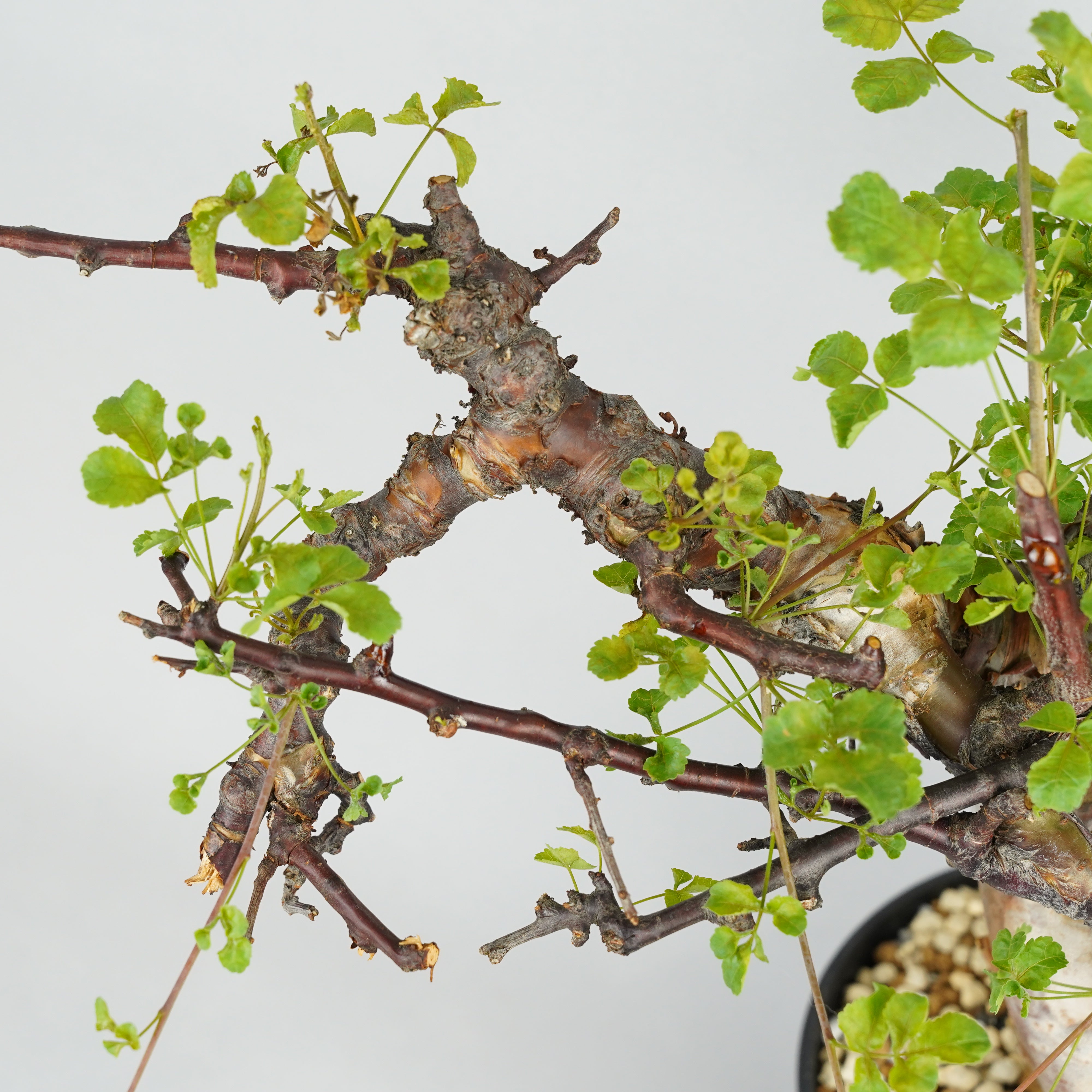 コミフォラ・カタフ・ターカネンシス「Commiphora kataf var