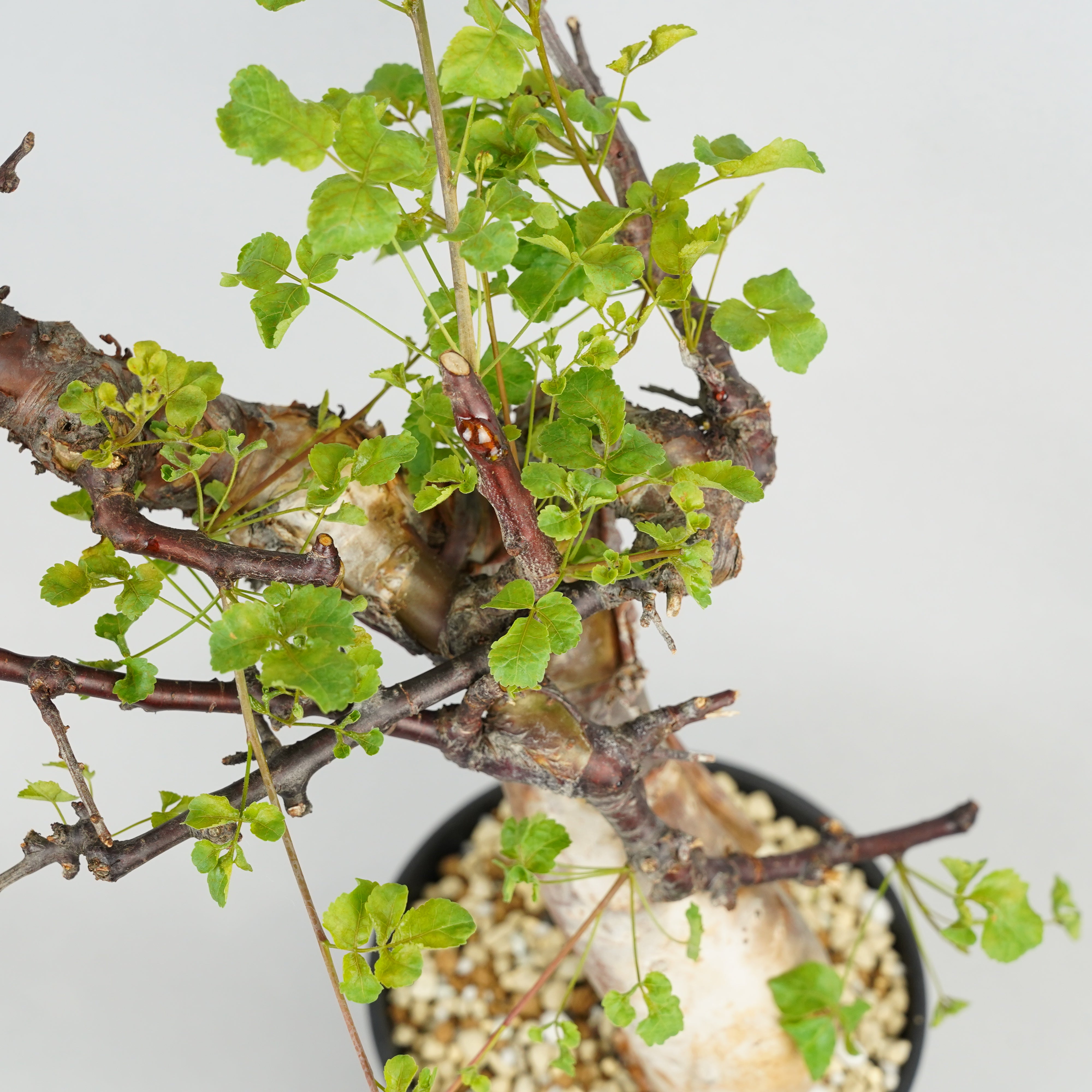 コミフォラ・カタフ・ターカネンシス コミフォラ・カタフ・ターカネンシス「Commiphora kataf var