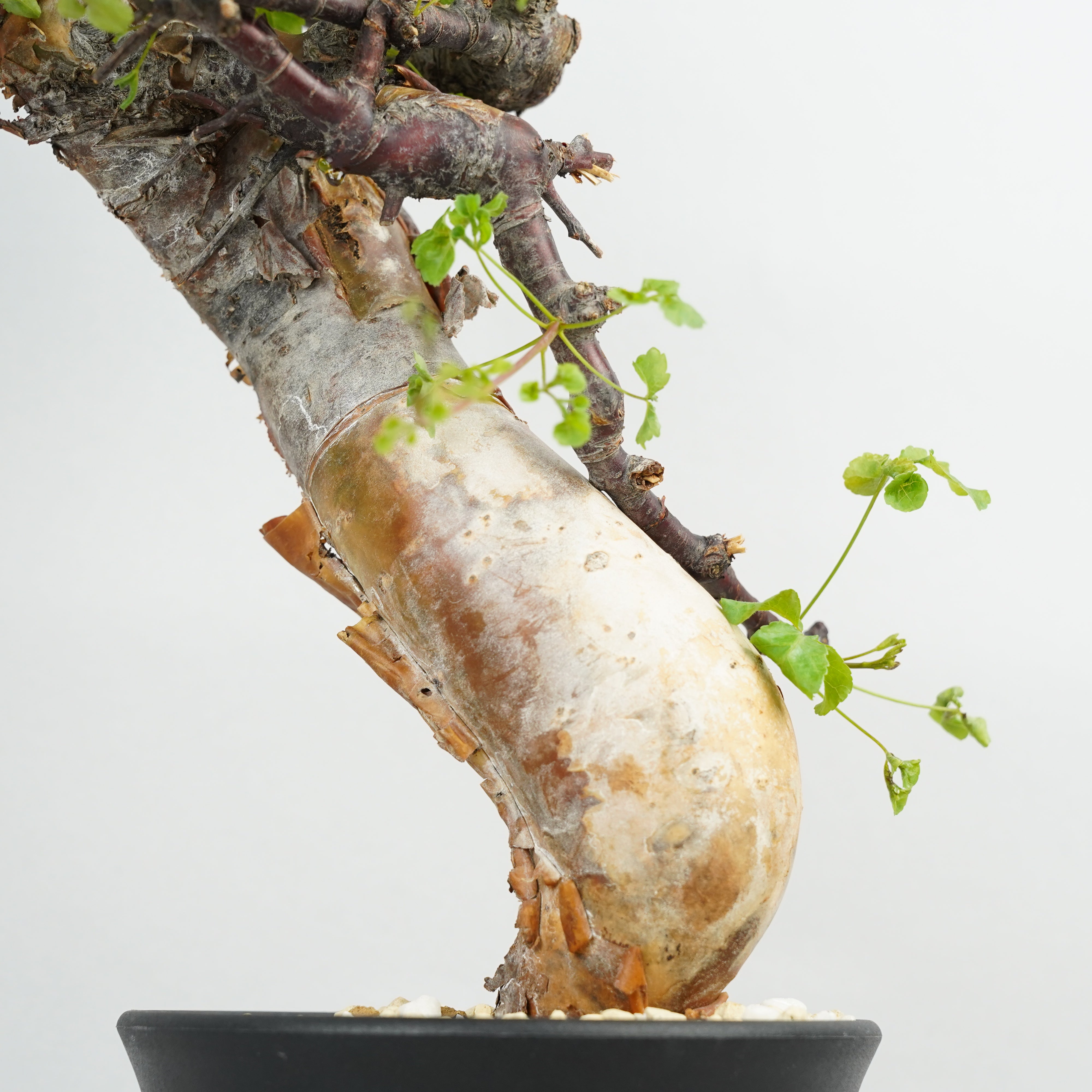 コミフォラ カタフ ターカネンシス Commiphora kataf コミフォラ・カタフ・ターカネンシス「Commiphora kataf var