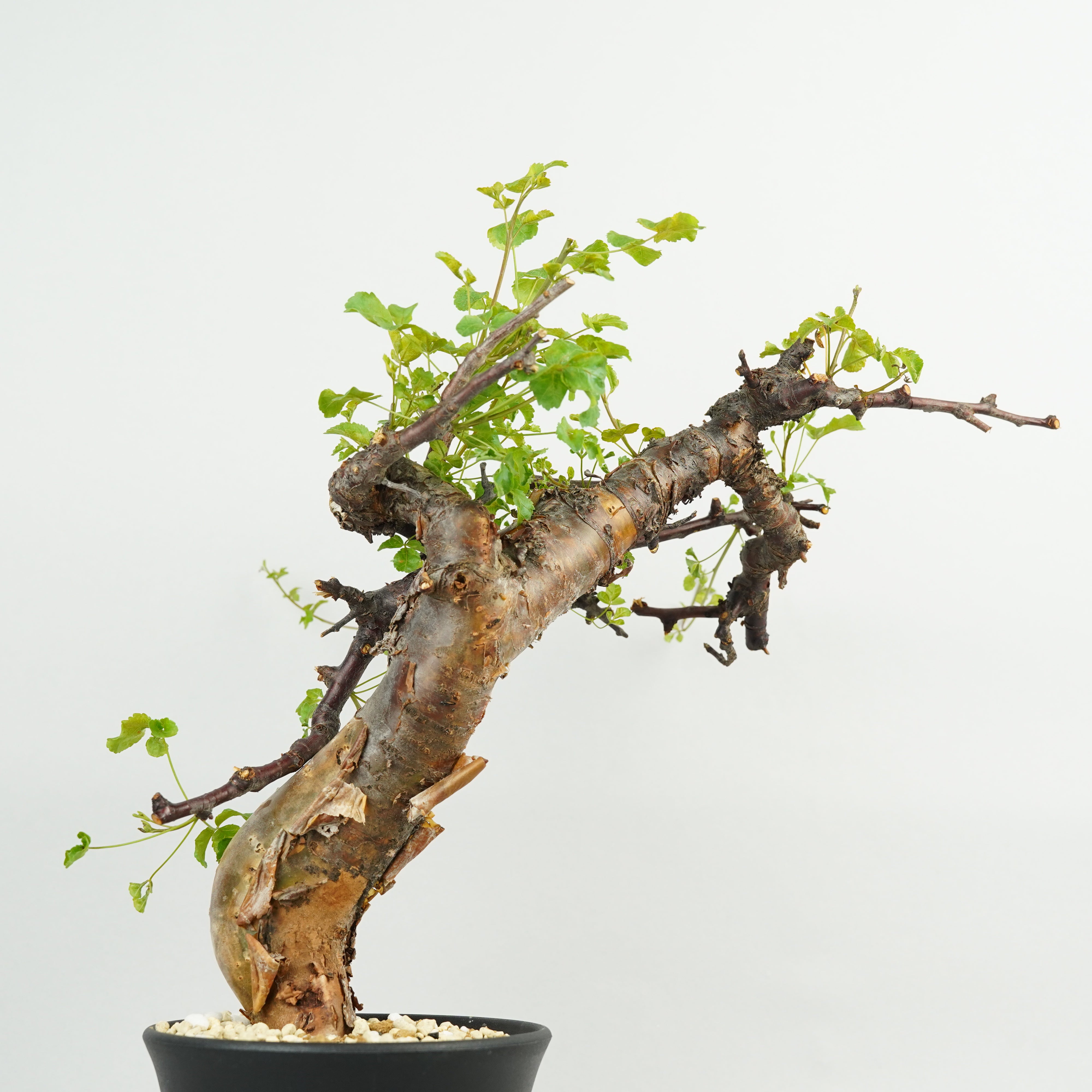 コミフォラ・カタフ・ターカネンシス「Commiphora kataf var