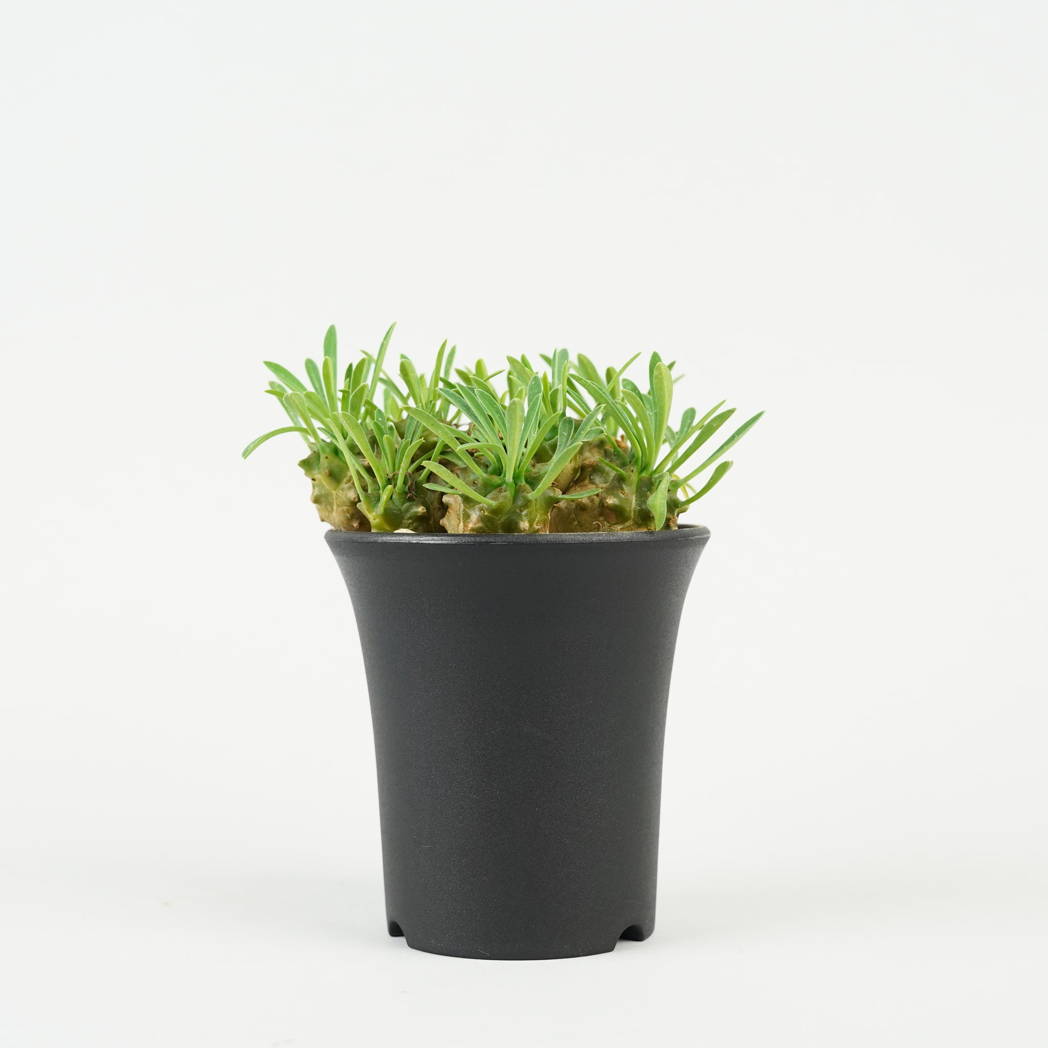 ユーフォルビア・峨眉山「Euphorbia 'Gabisan'」/EU444