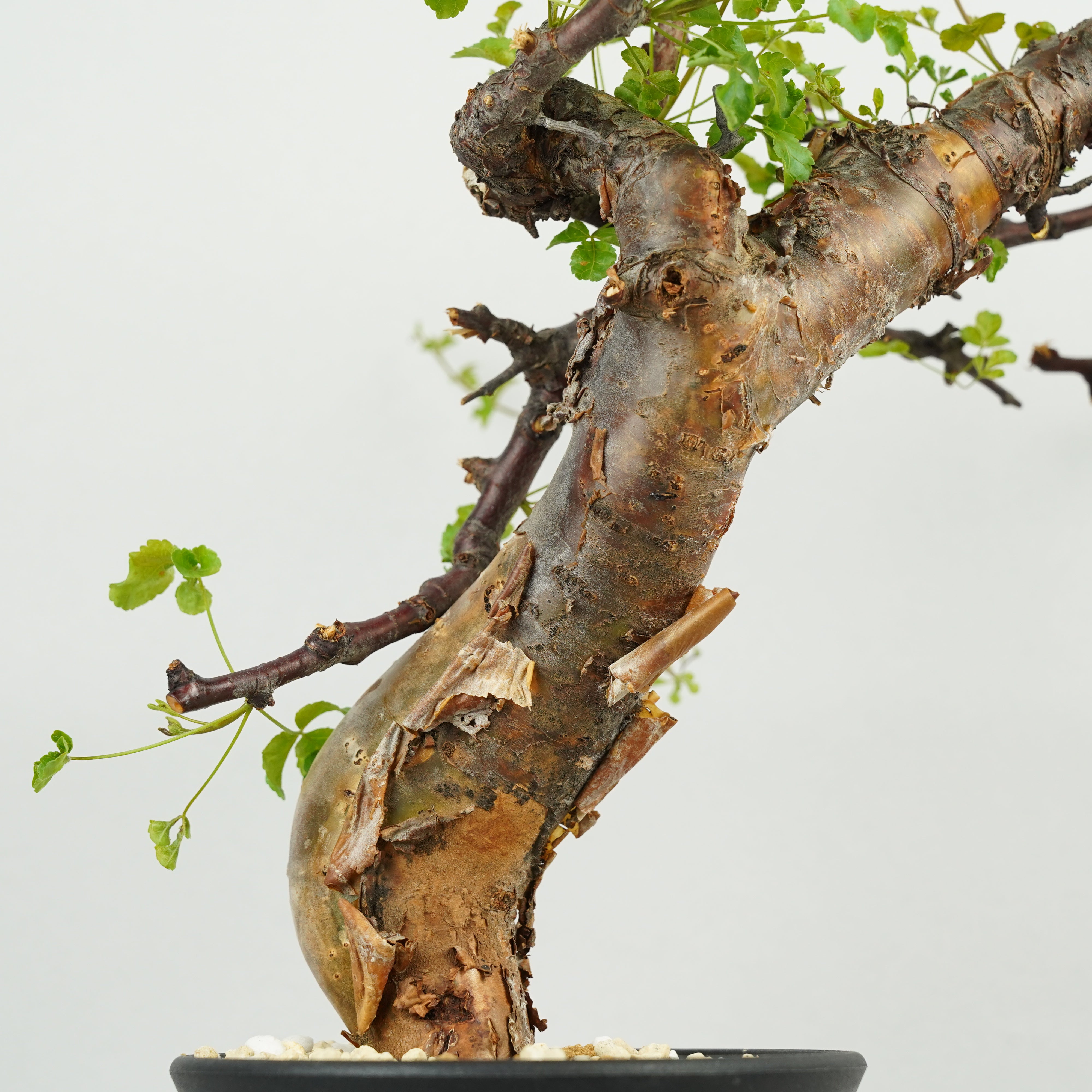 コミフォラ・カタフ・ターカネンシス「Commiphora kataf var