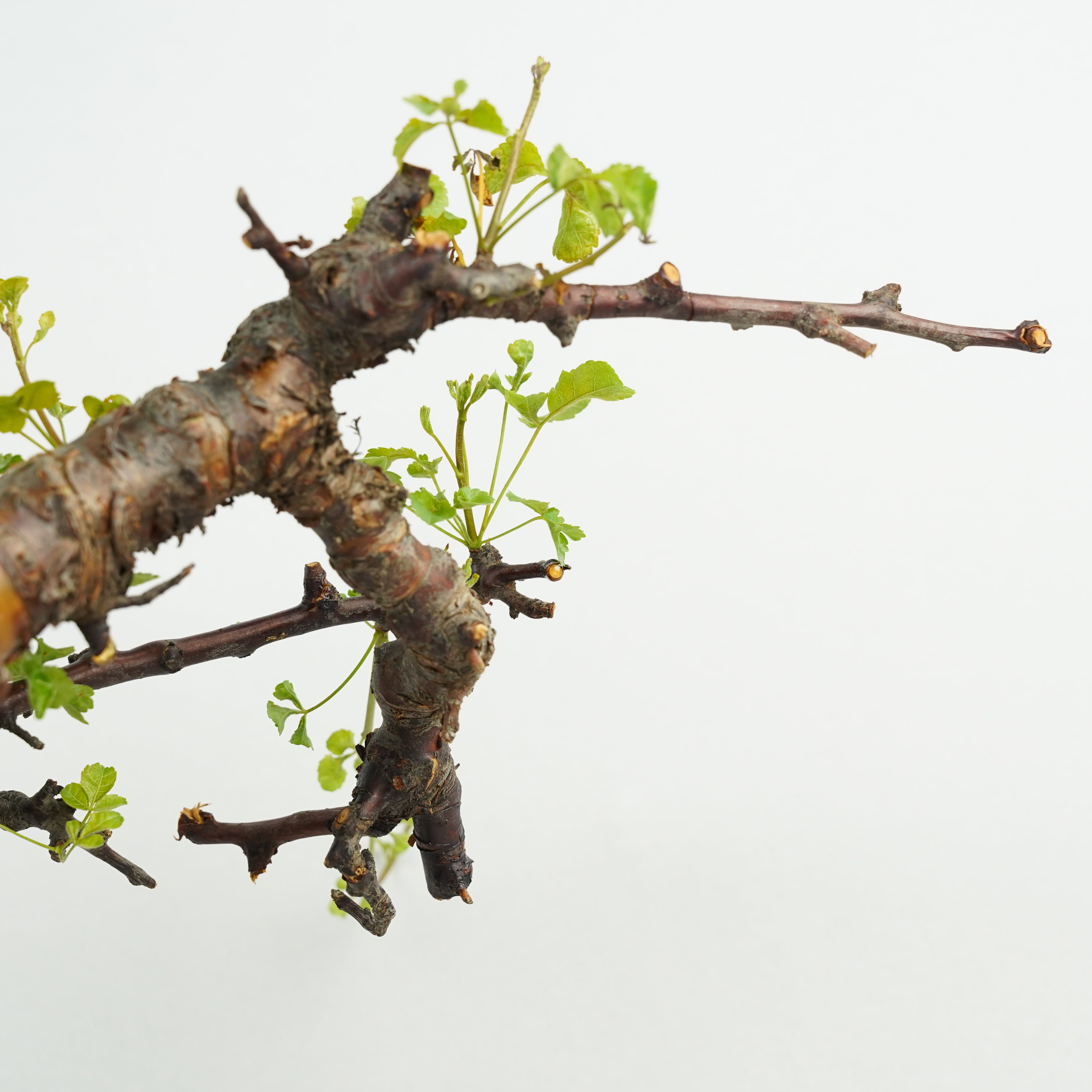 コミフォラ・カタフ・ターカネンシス コミフォラ・カタフ・ターカネンシス「Commiphora kataf var