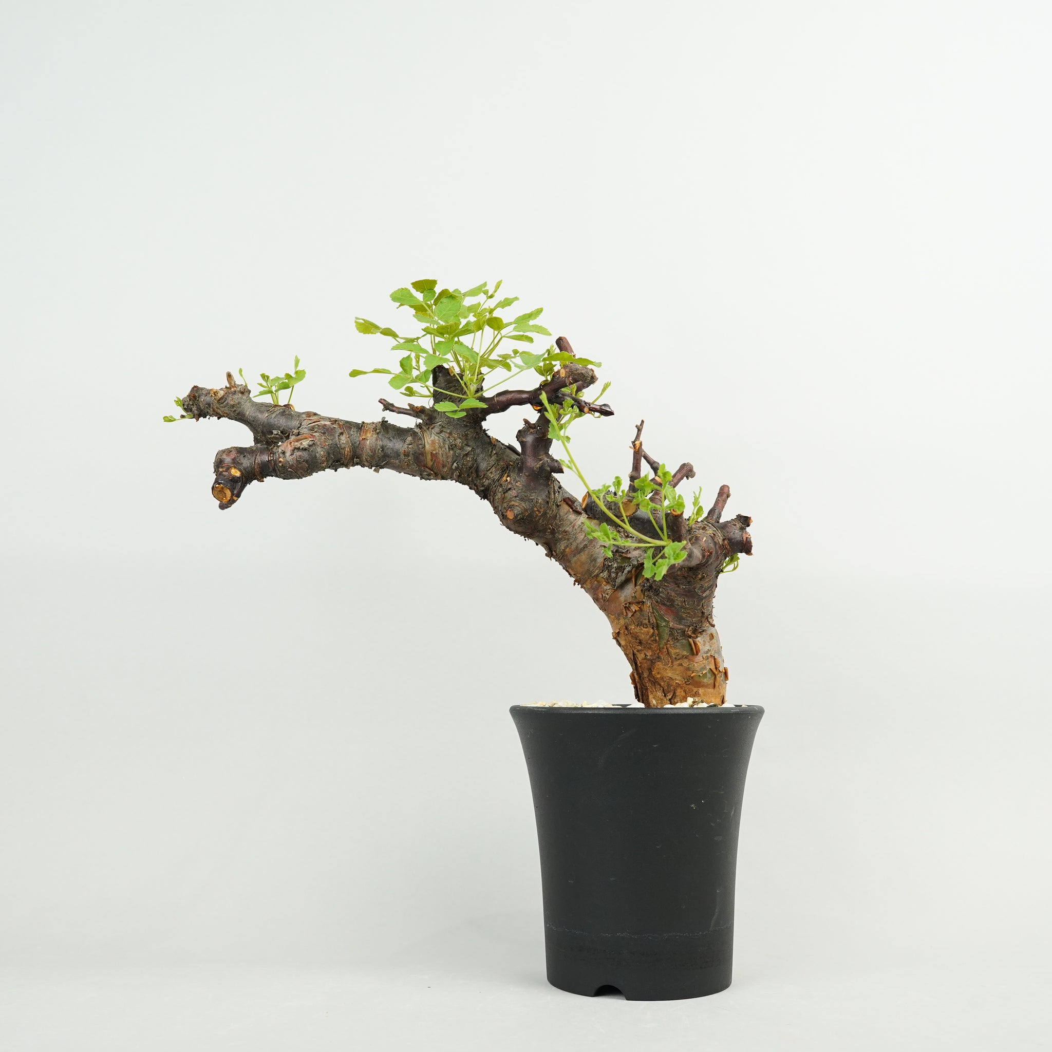 コミフォラ・ボラネンシス「Commiphora boranensis」/ET1188
