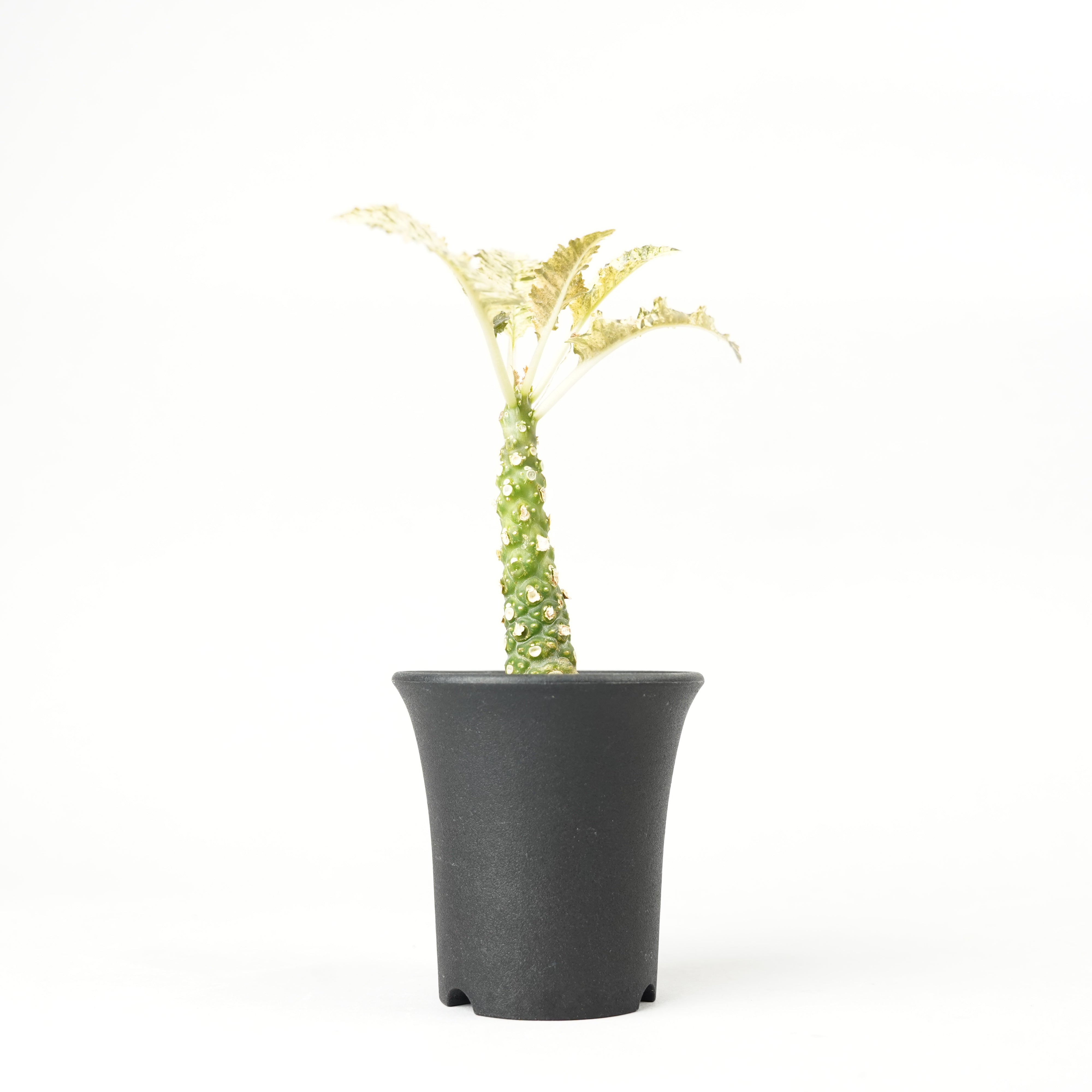 【開花株】ドルステニア　ホルウッディ錦　実生株　ポットごと発送 開花株】ドルステニア ホルウッディ錦 実生株 ポットごと発送
