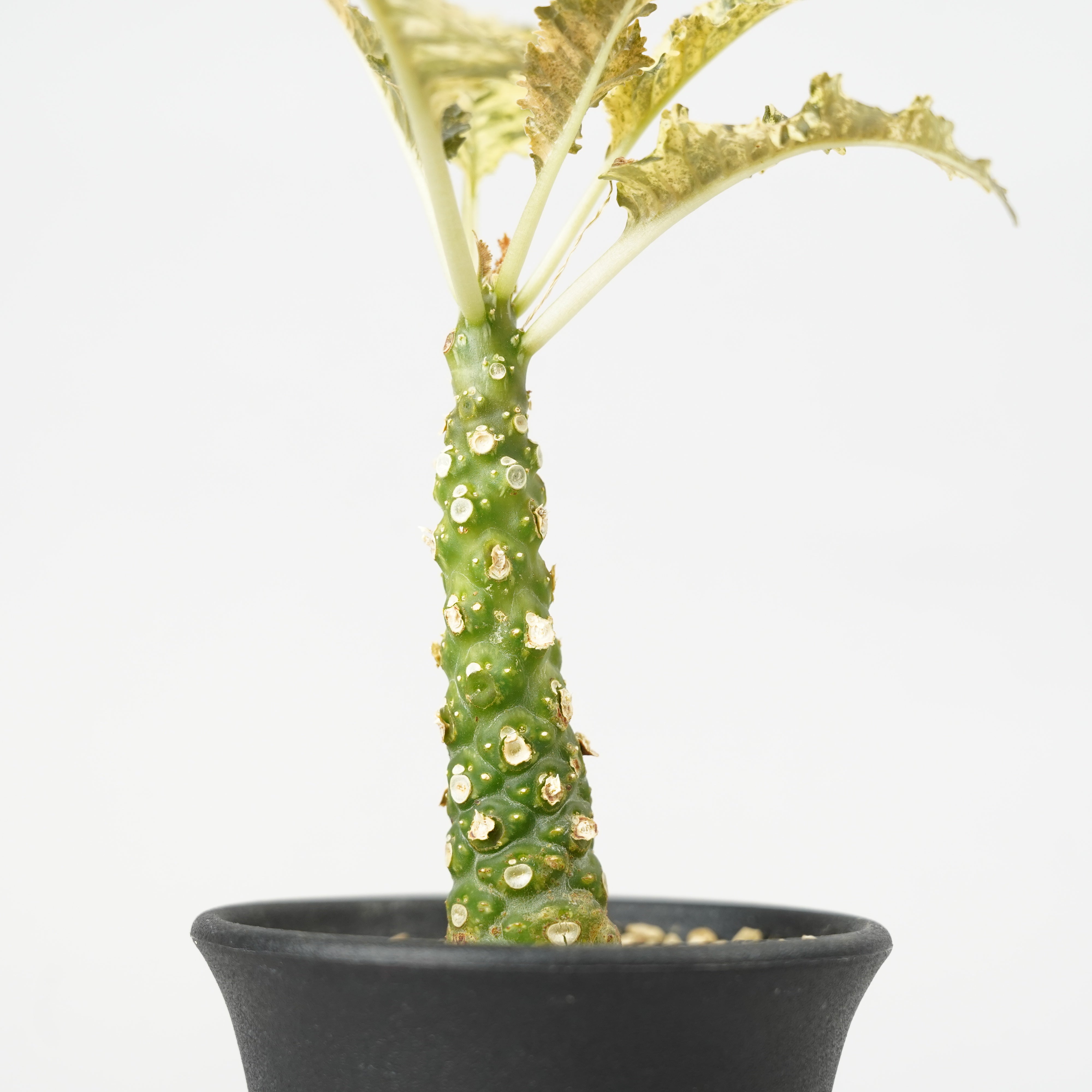 ドルステニア・ホルウッディ 斑入り「Dorstenia horwoodii variegated