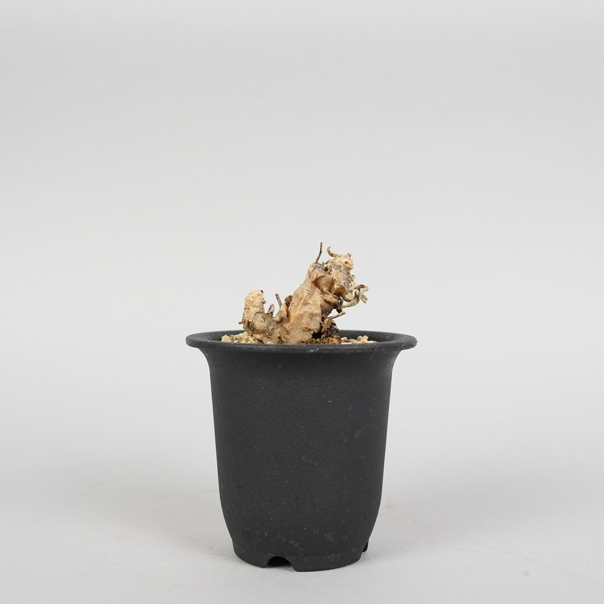 チレコドン レティキュラーツス 万物想 Tylecodon reticulatus/ET0107