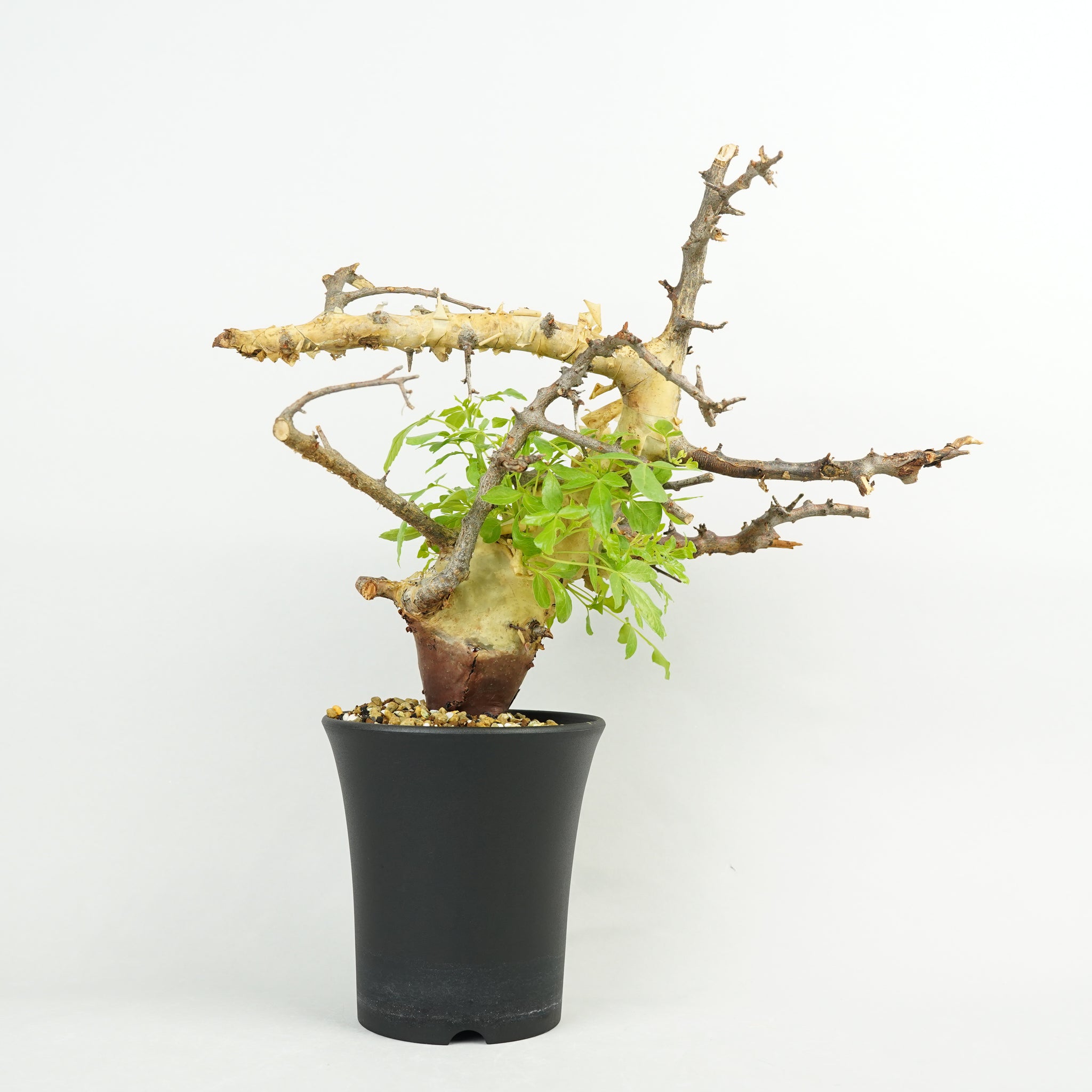コミフォラ・カタフ・ターカネンシス「Commiphora kataf var. turkanensis」/ET1214