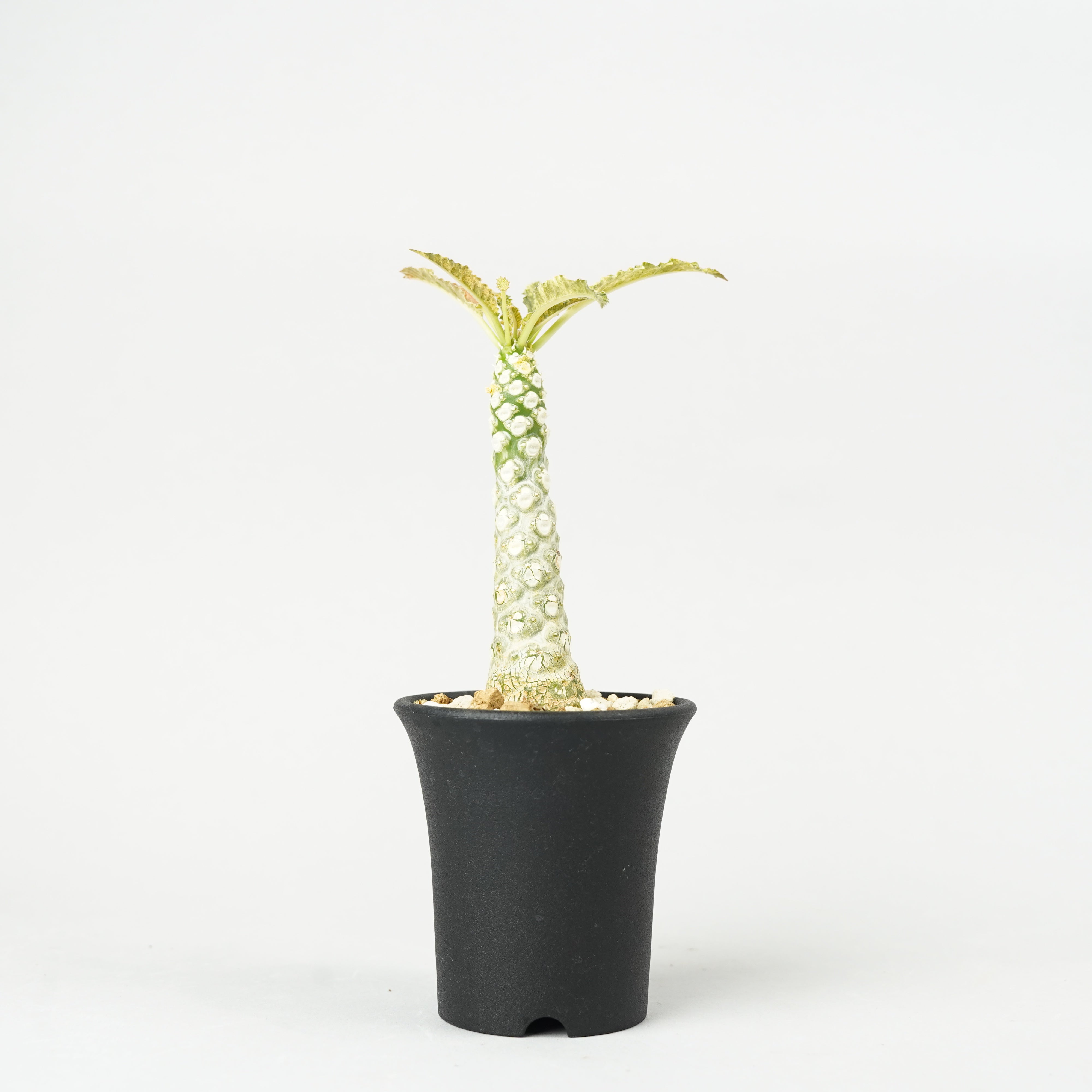 植物/ラブラニー – Hachi-8