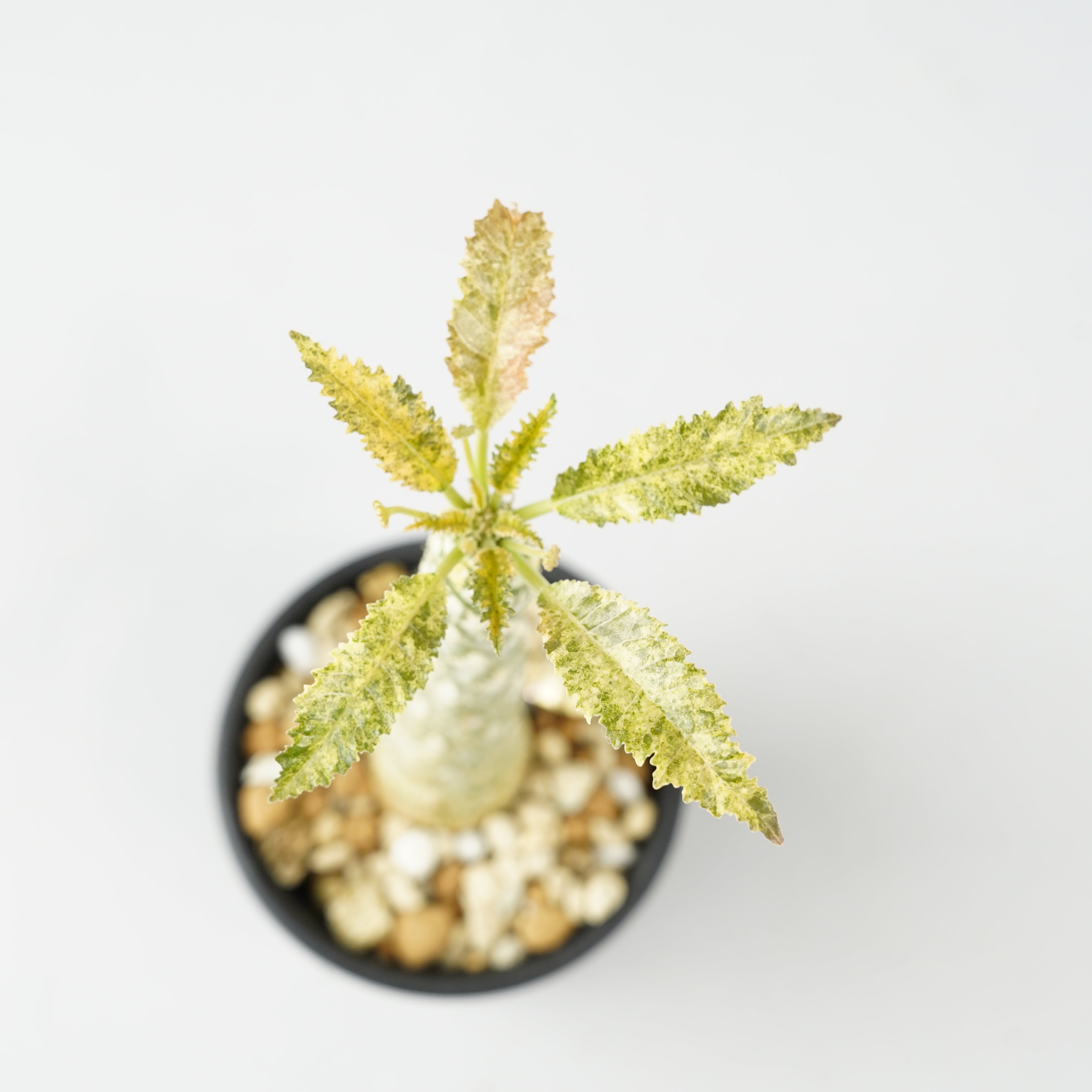 ドルステニア・ホルウッディ 斑入り「Dorstenia horwoodii variegated 
