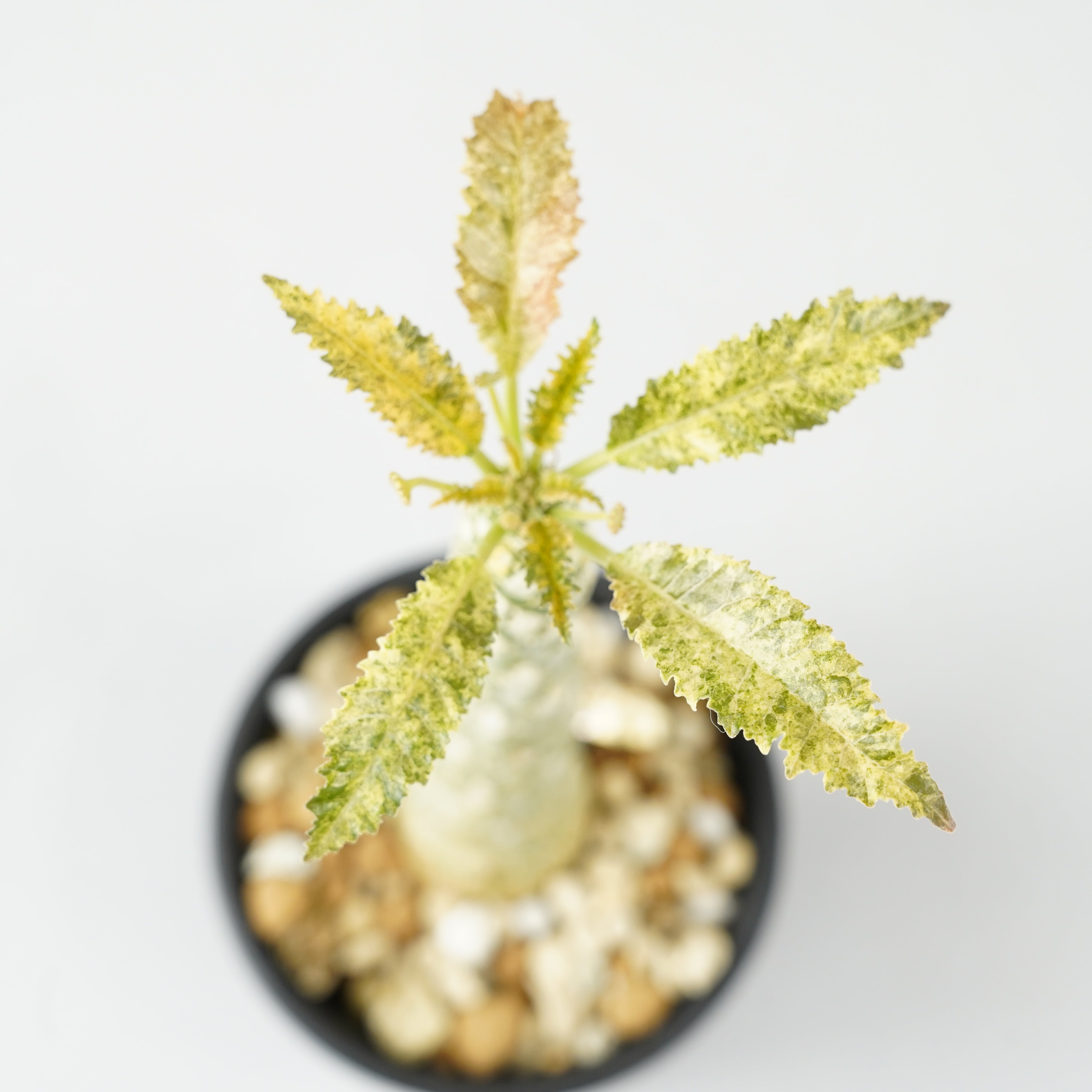 ドルステニア・ホルウッディ 斑入り「Dorstenia horwoodii variegated