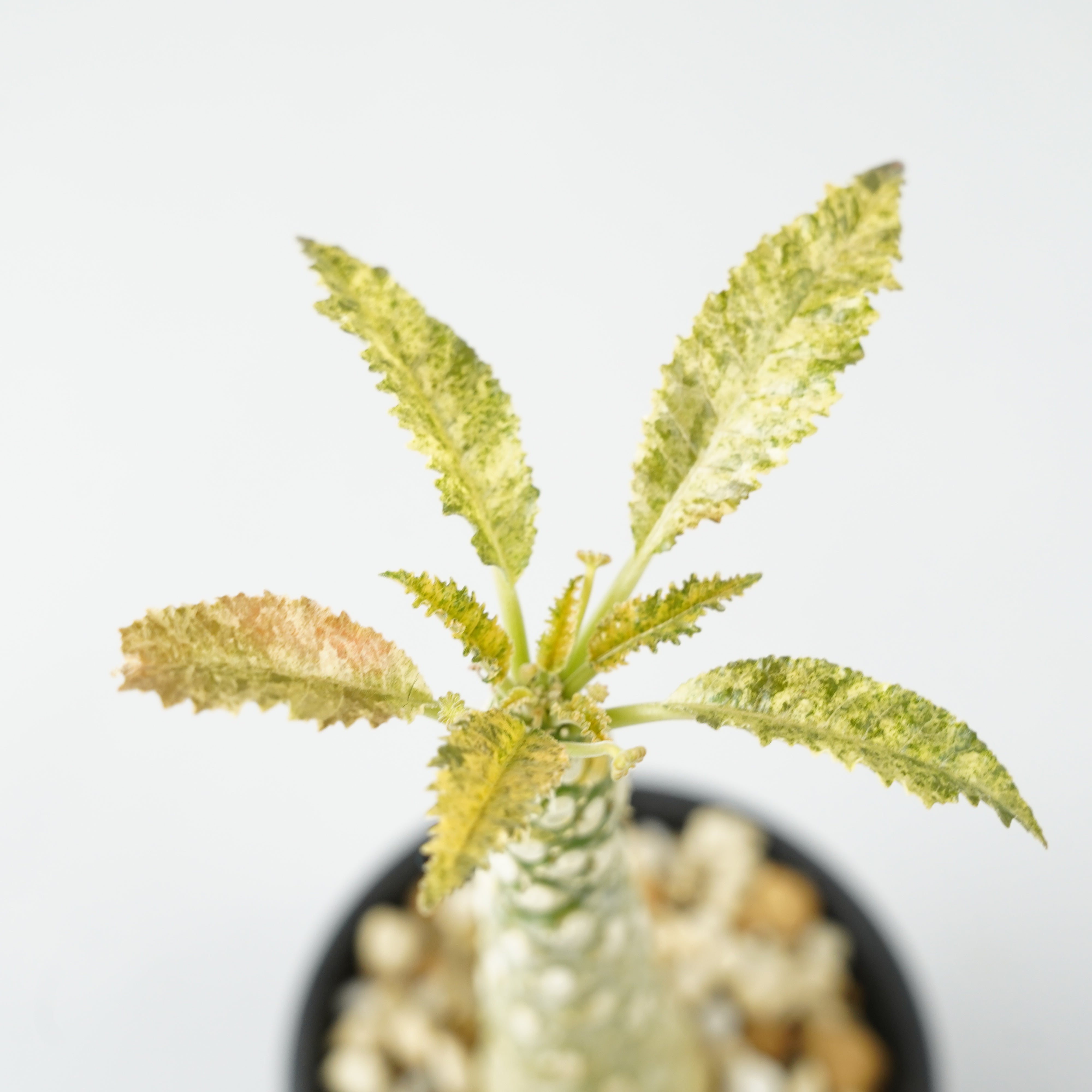 ドルステニア・ホルウッディ 斑入り「Dorstenia horwoodii variegated