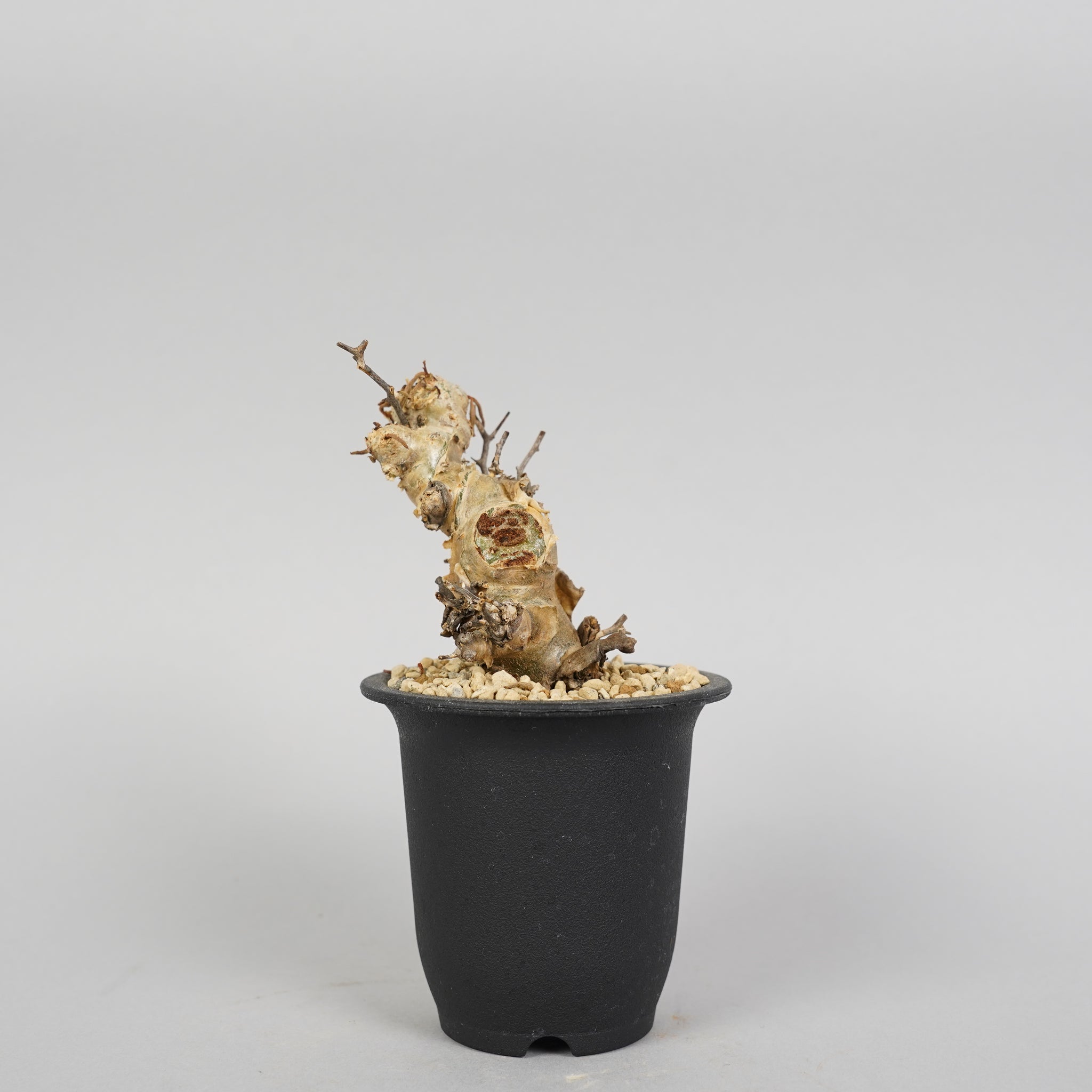 チレコドン レティキュラーツス 万物想 Tylecodon reticulatus/ET0106