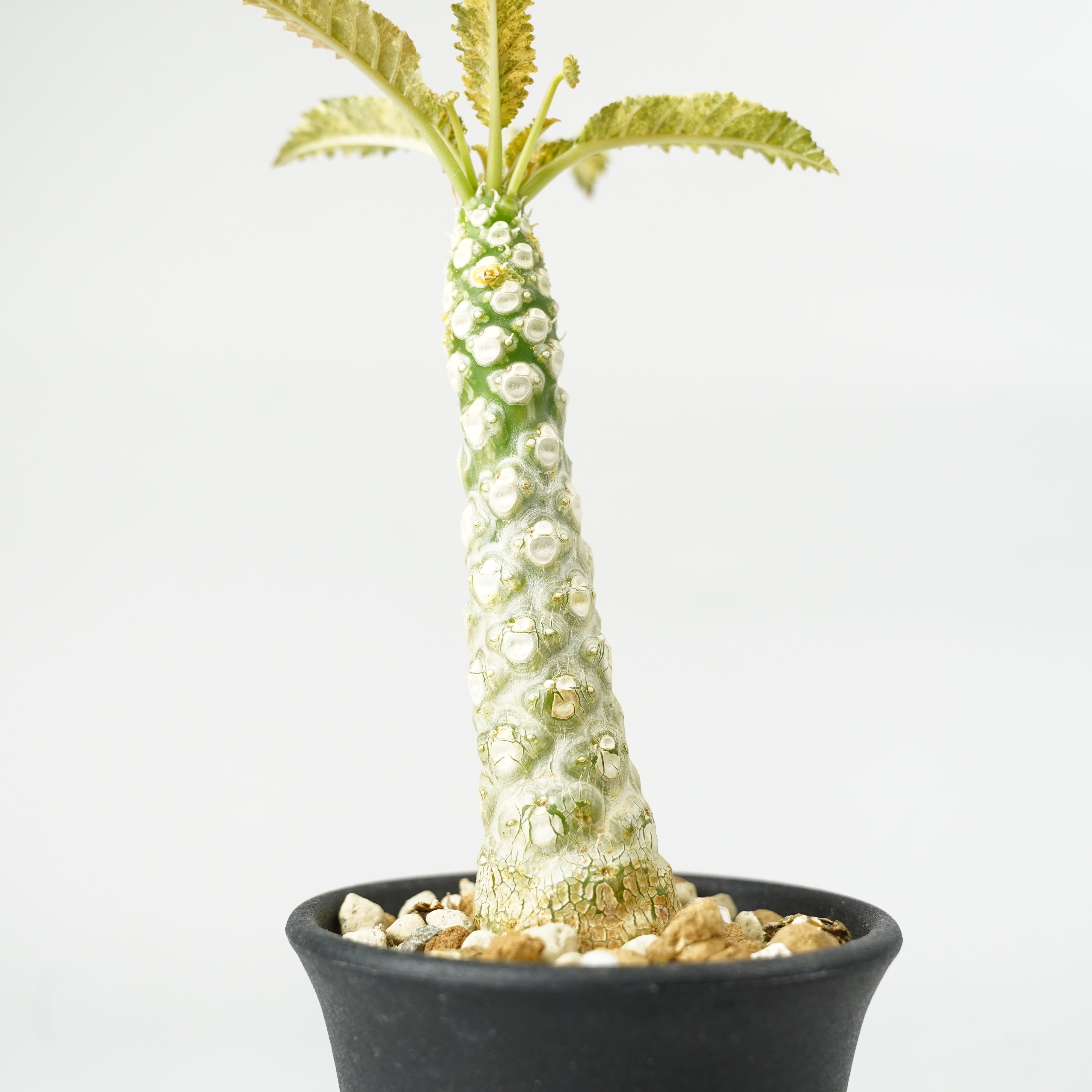 ドルステニア・ホルウッディ 斑入り「Dorstenia horwoodii variegated