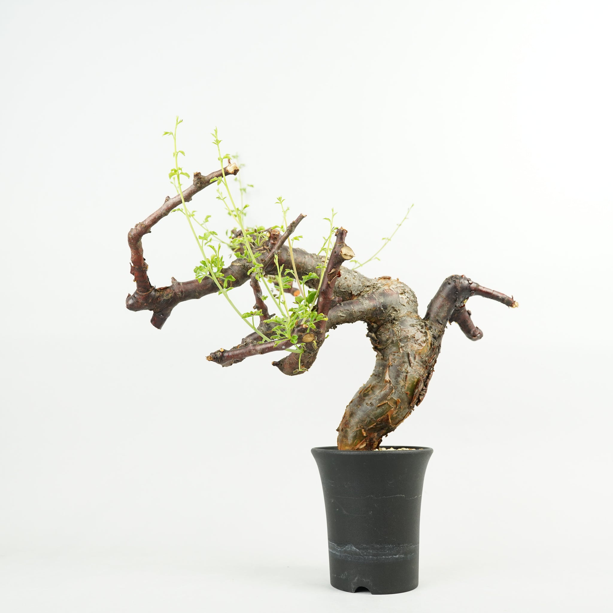 コミフォラ・ボラネンシス「Commiphora boranensis」/ET1200