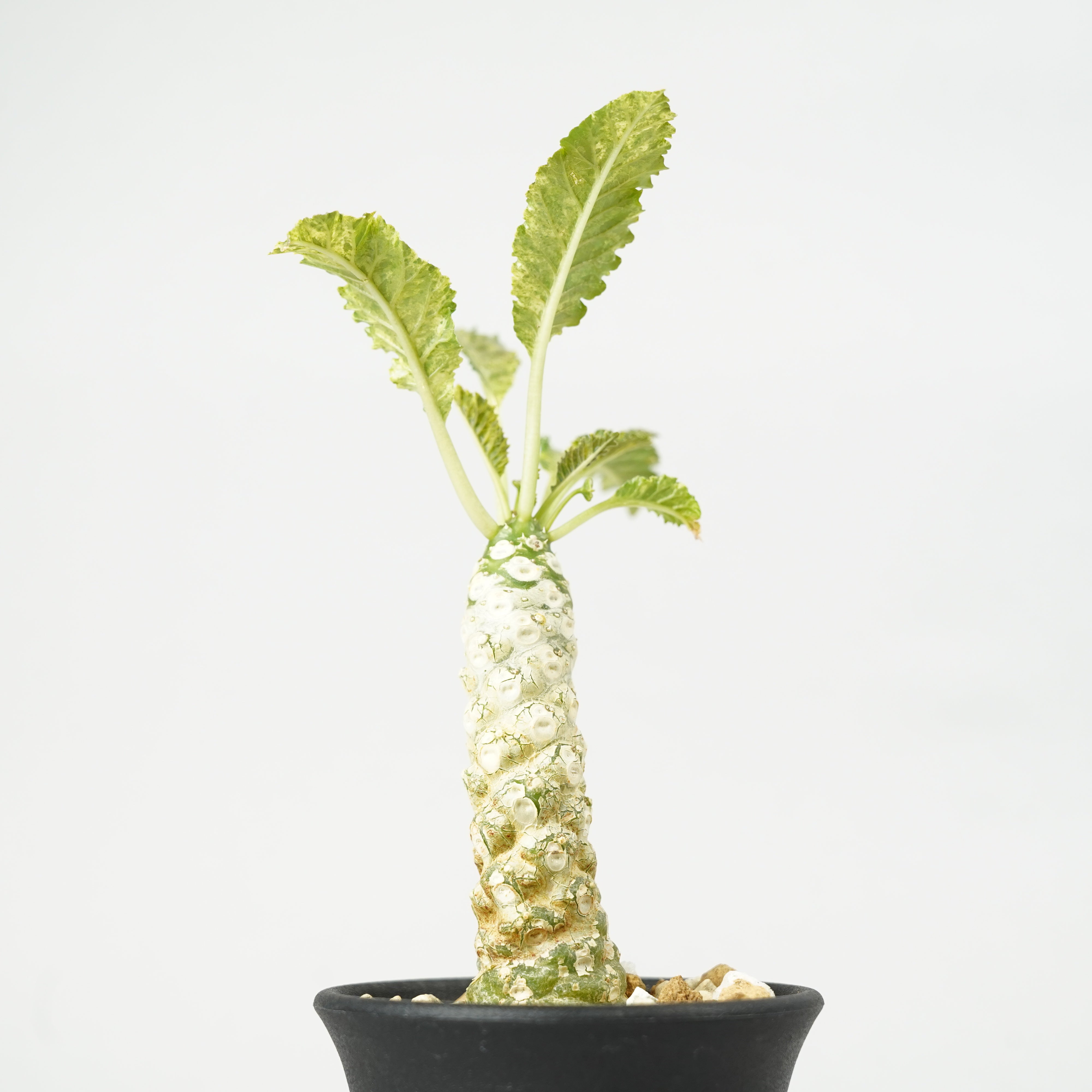ドルステニア・ホルウッディ 斑入り「Dorstenia horwoodii variegated