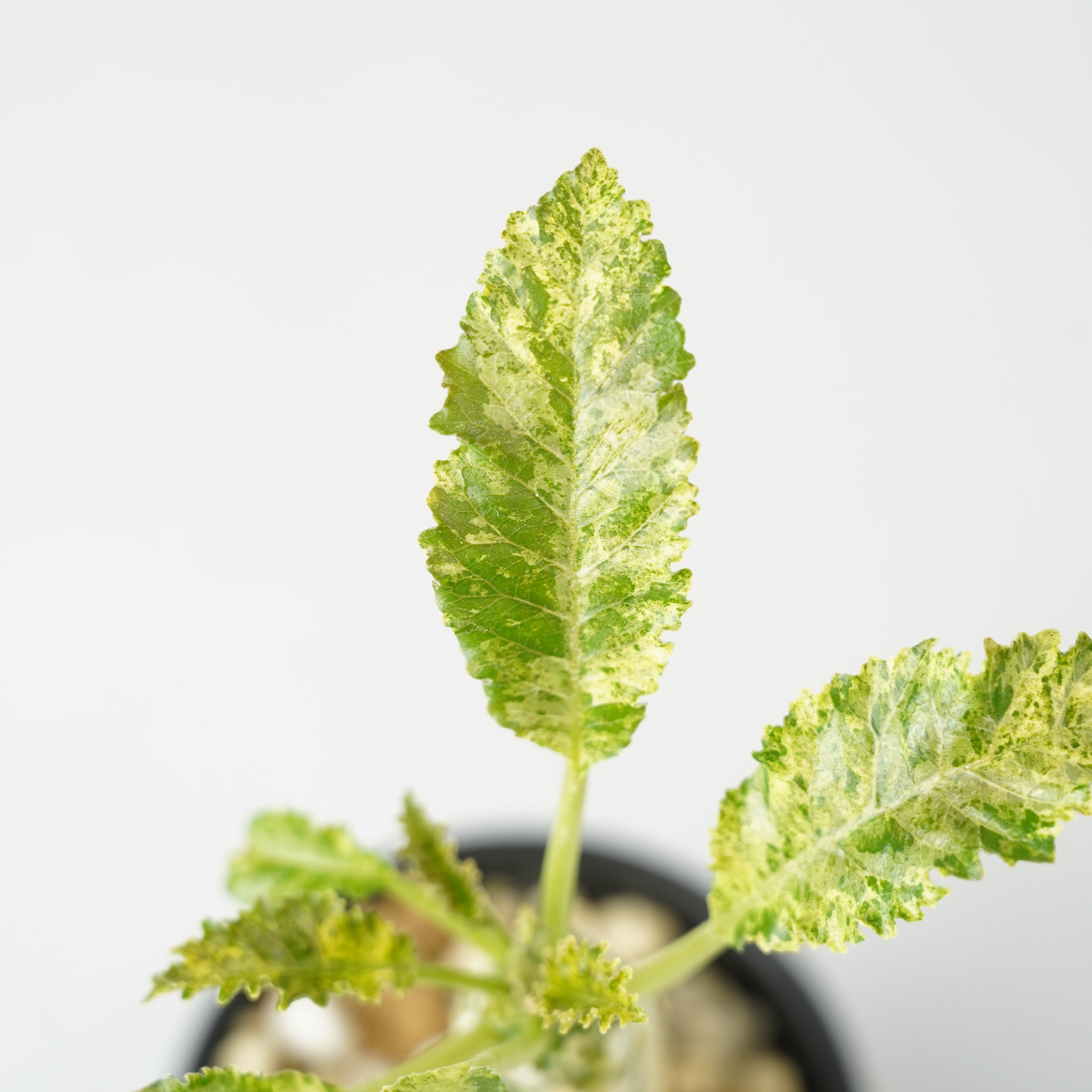 ドルステニア・ホルウッディ 斑入り「Dorstenia horwoodii variegated