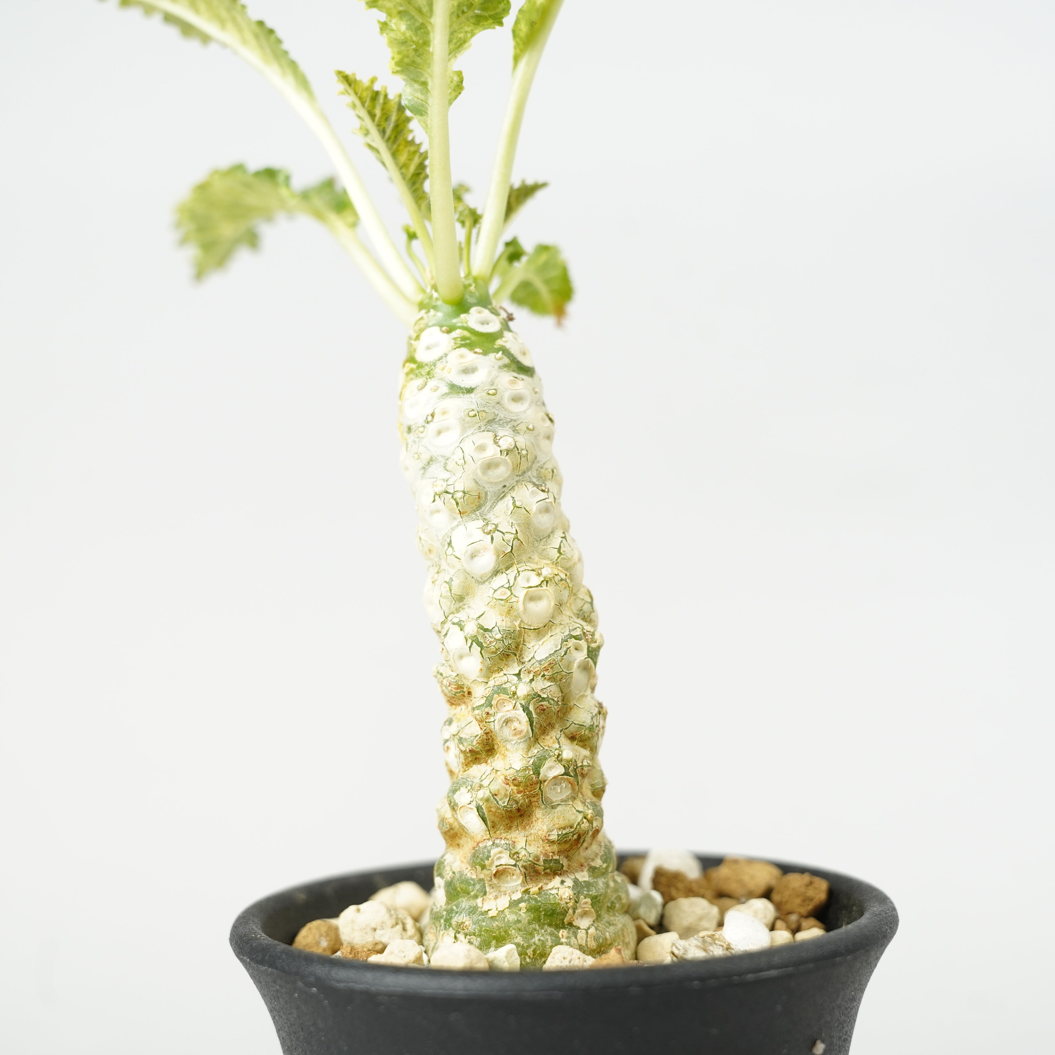 ドルステニア・ホルウッディ 斑入り「Dorstenia horwoodii variegated