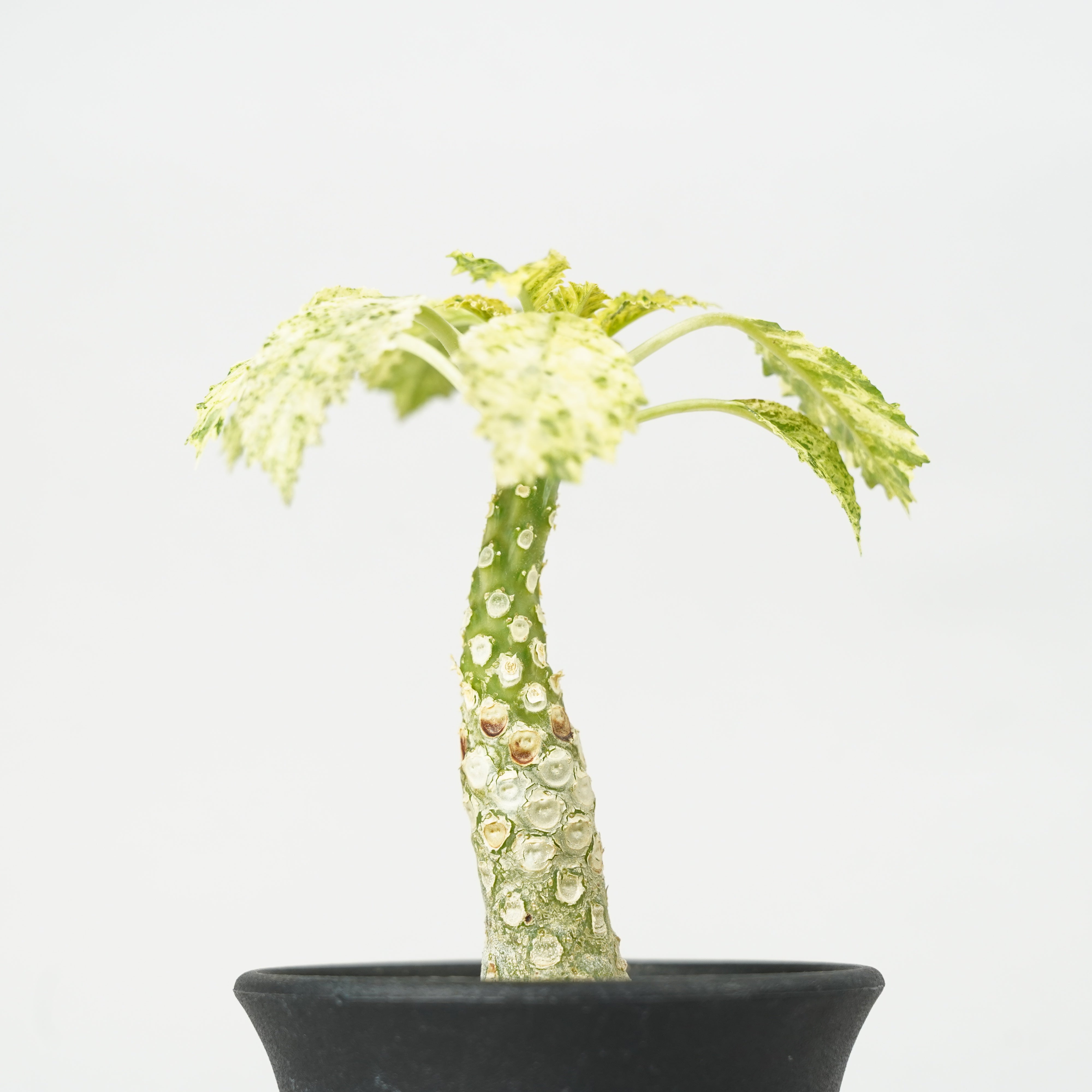 ドルステニア・ホルウッディ 斑入り「Dorstenia horwoodii variegated