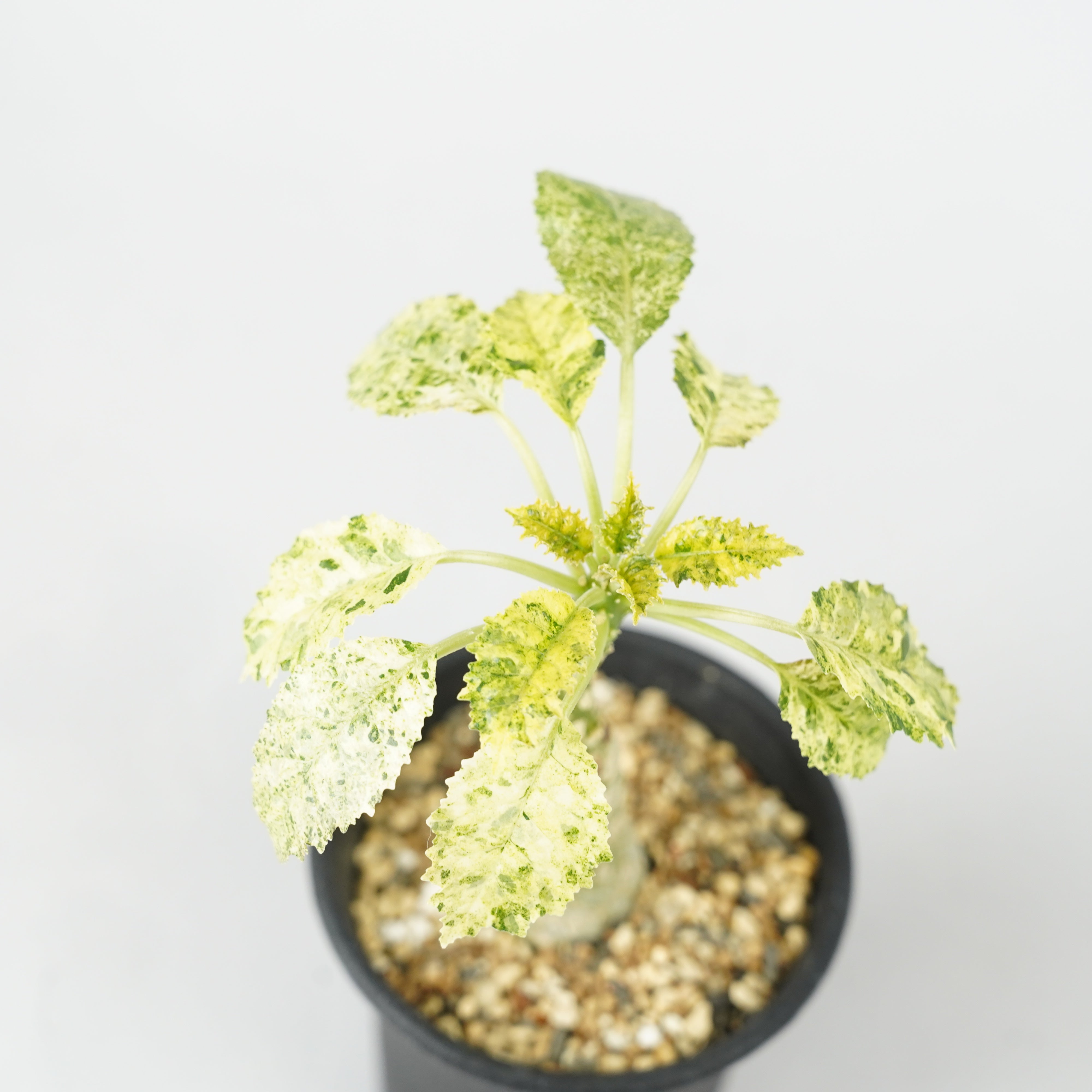 ドルステニア・ホルウッディ 斑入り「Dorstenia horwoodii variegated