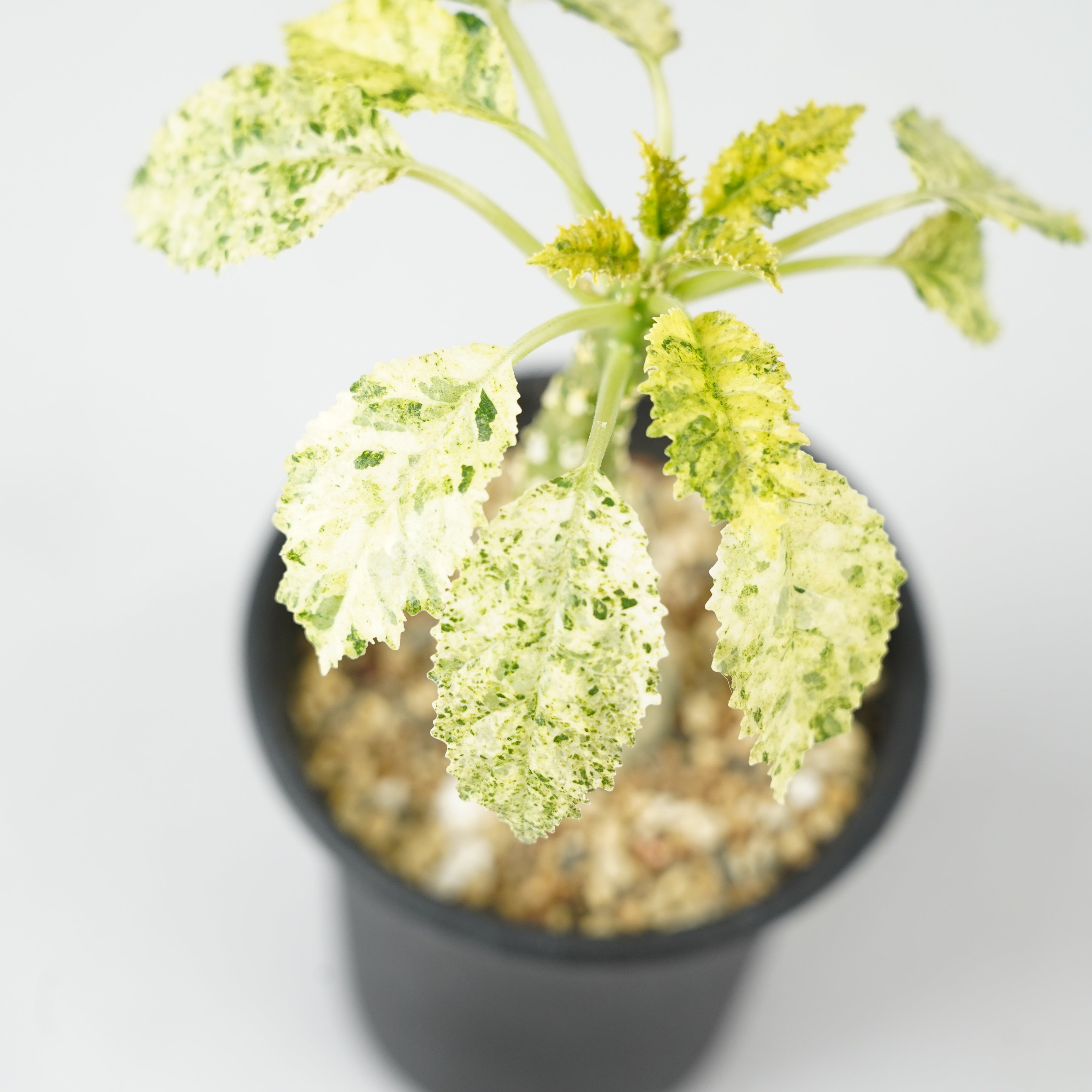 ドルステニア・ホルウッディ 斑入り「Dorstenia horwoodii variegated