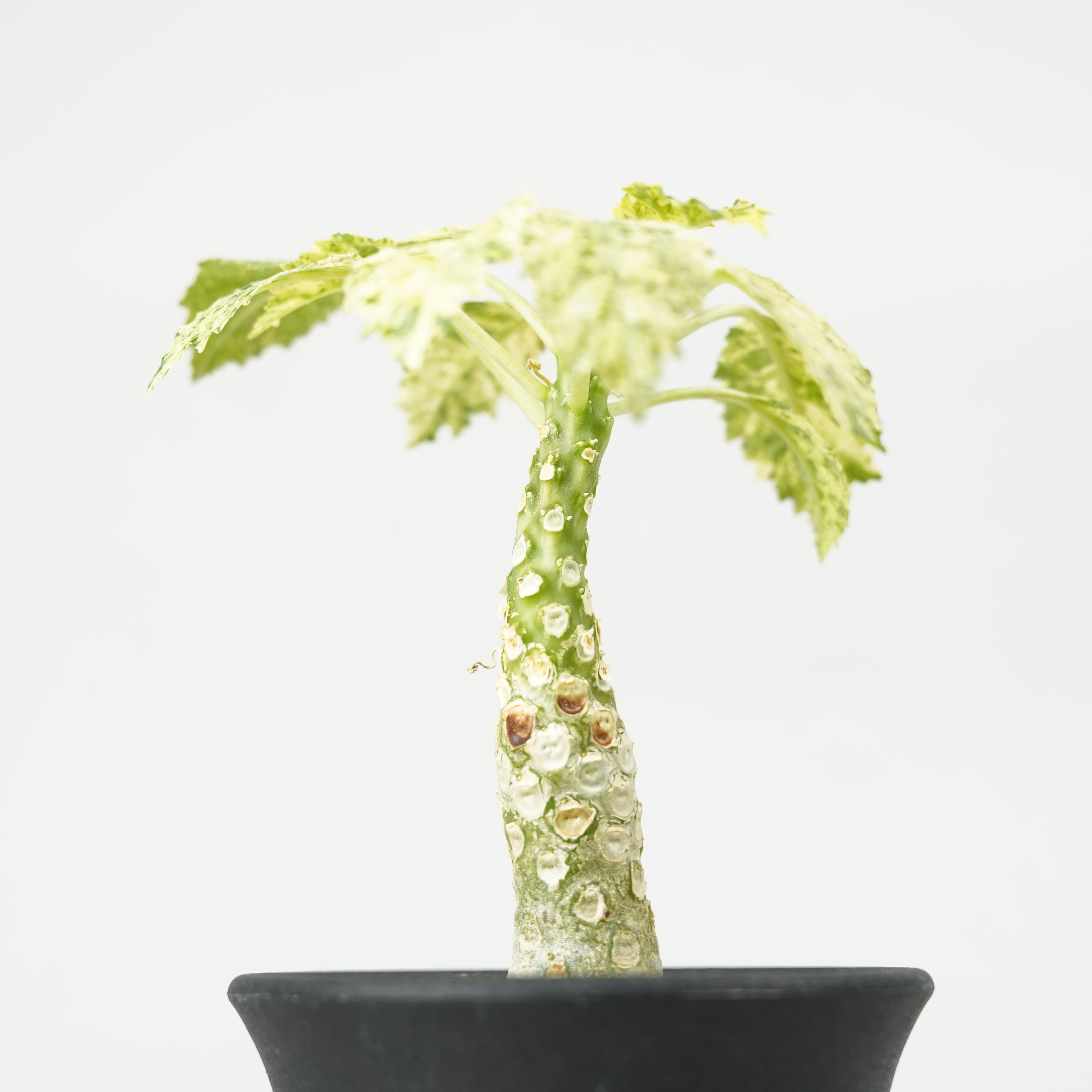 ドルステニア・ホルウッディ 斑入り「Dorstenia horwoodii variegated