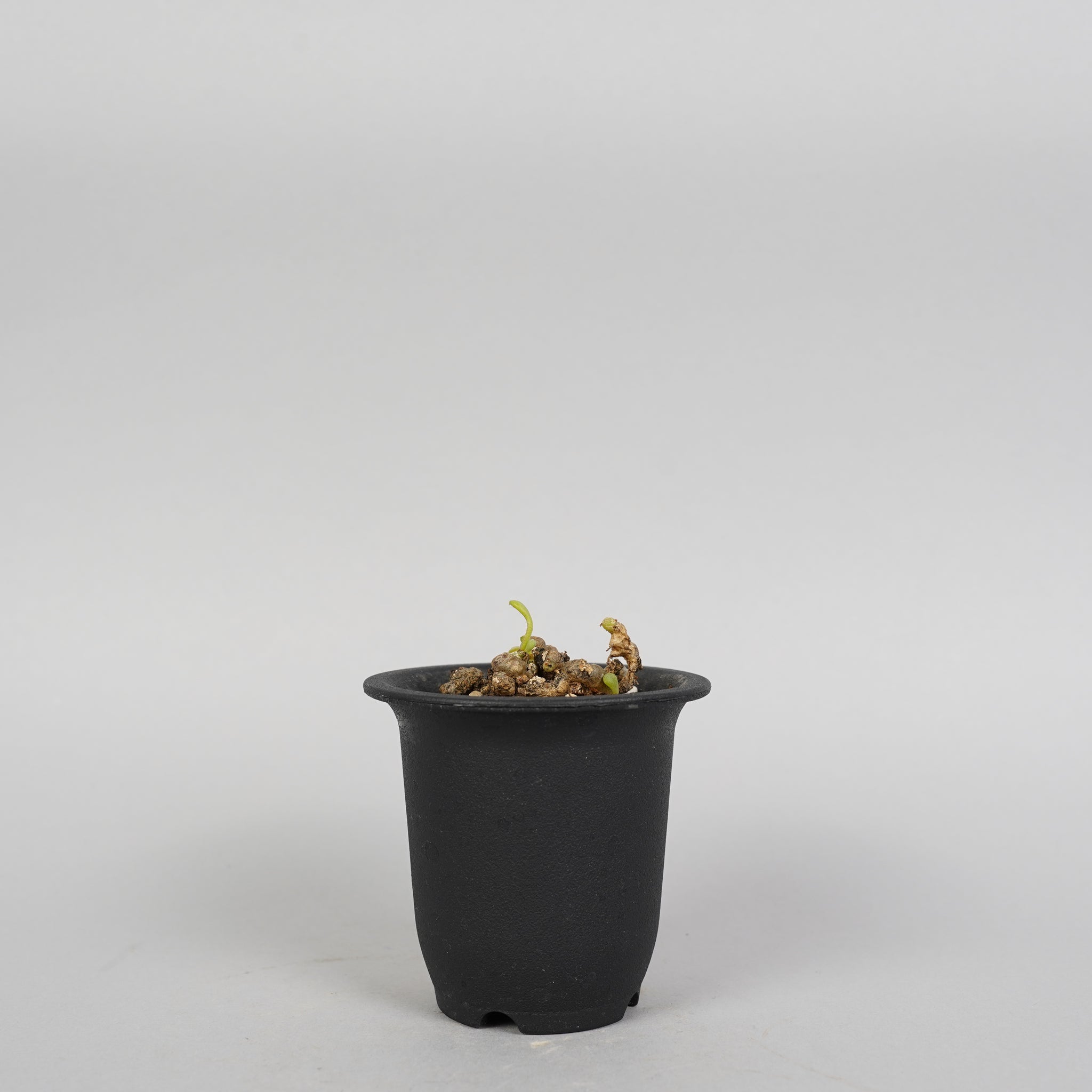 チレコドン デシピエンス Tylecodon decipiens/ET0101