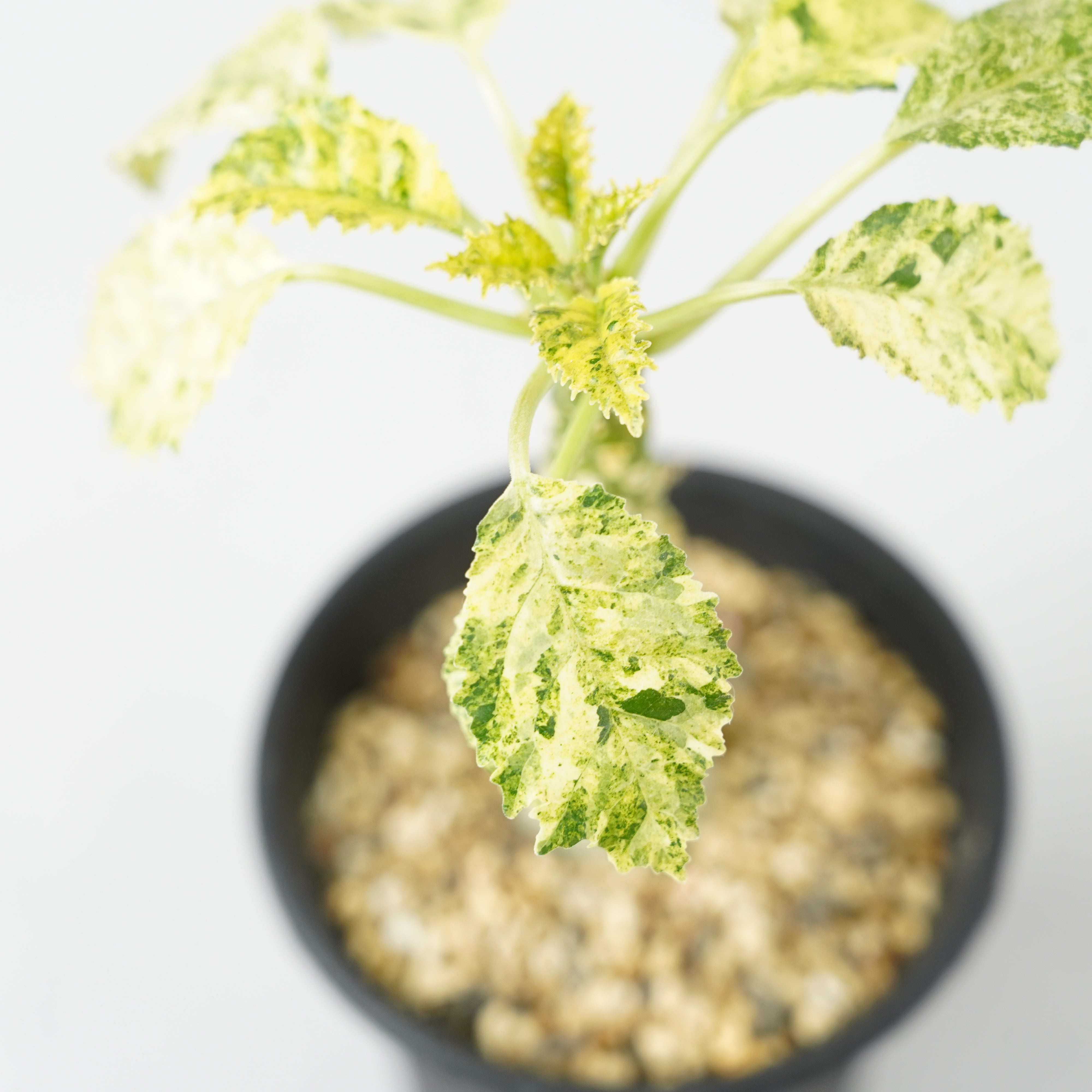 ドルステニア ホルウッディ　斑入りNo.005 実生 ドルステニア・ホルウッディ 斑入り「Dorstenia horwoodii variegated