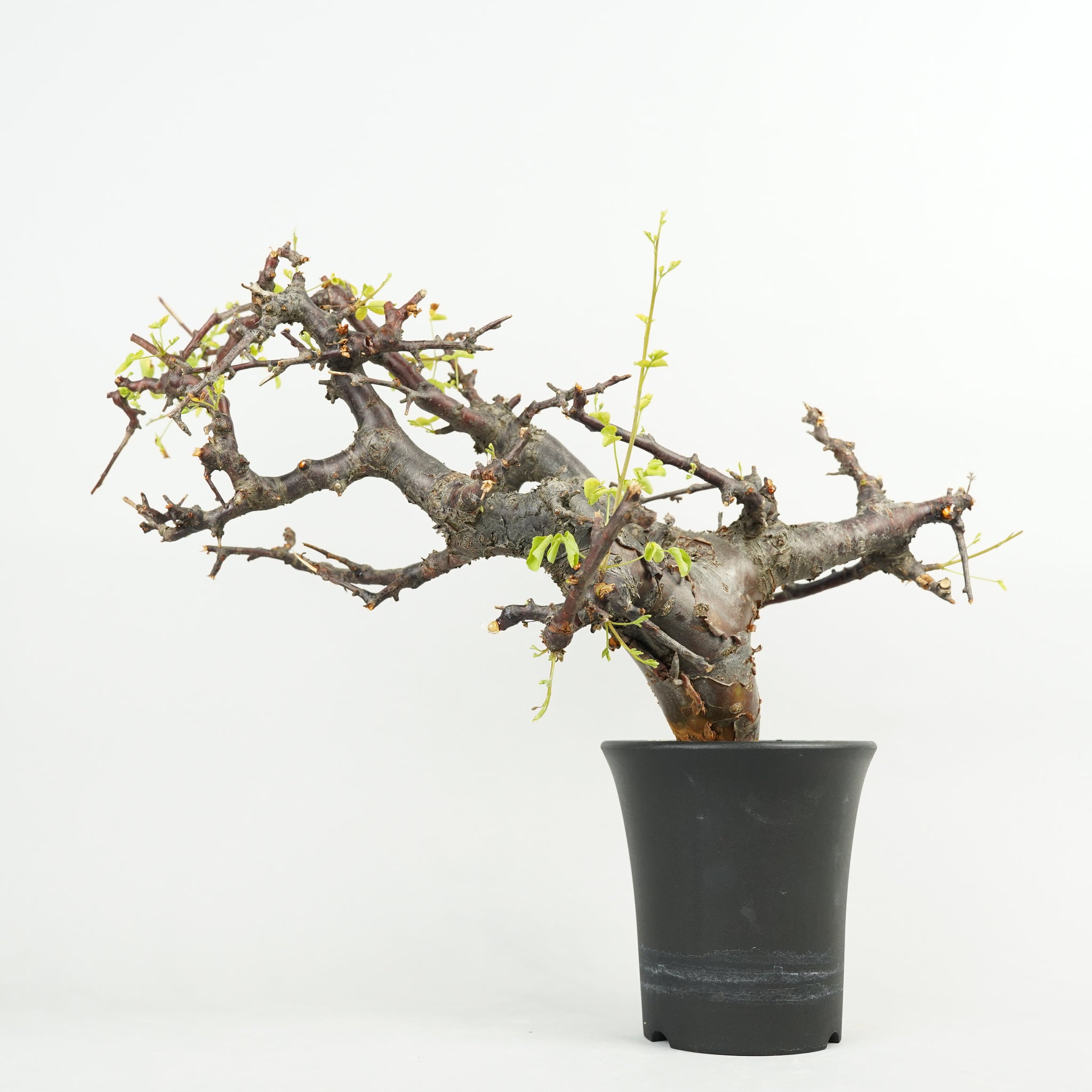 コミフォラ・ボラネンシス「Commiphora boranensis」/ET1190