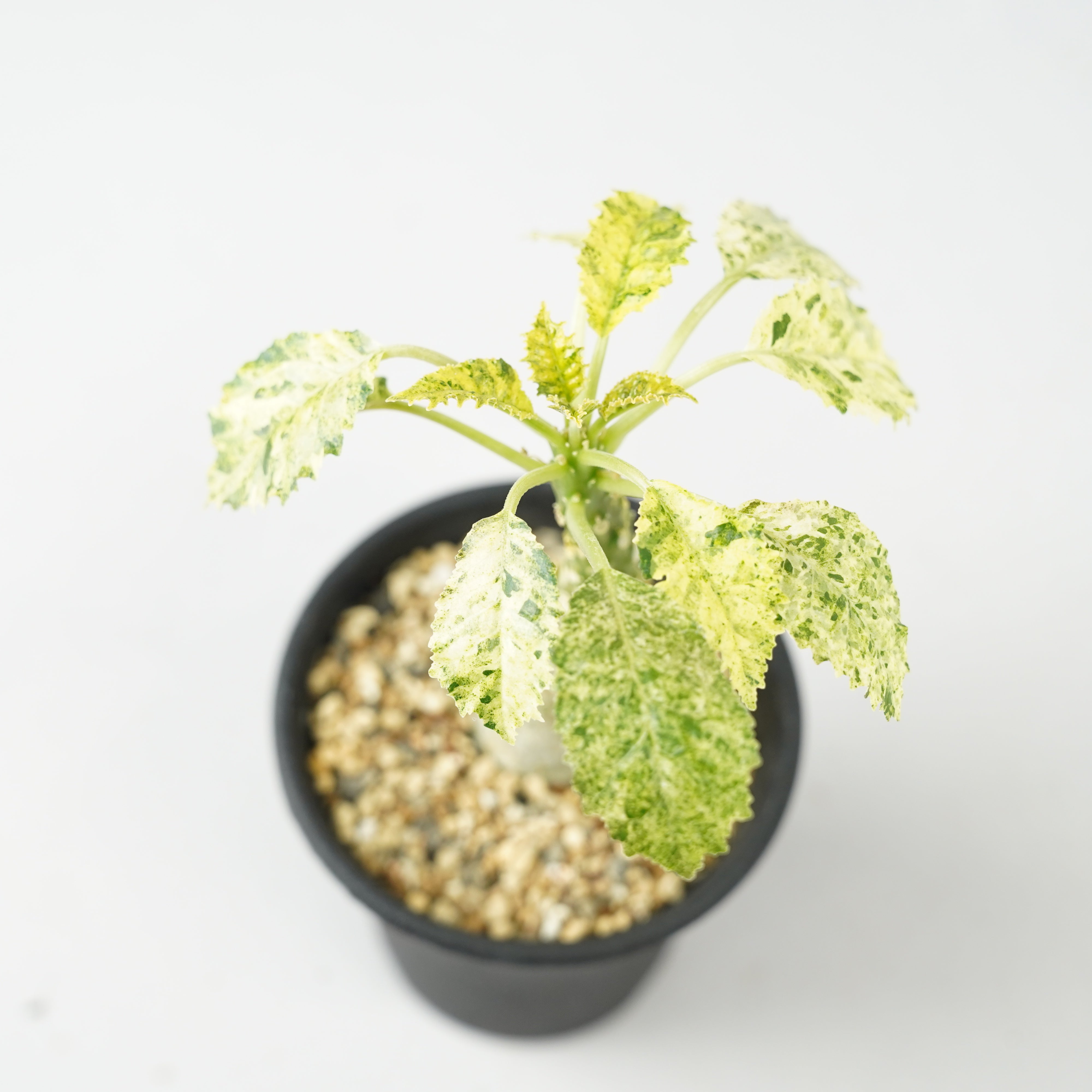 ドルステニア　ホルウッディ ドルステニア・ホルウッディ 斑入り「Dorstenia horwoodii variegated