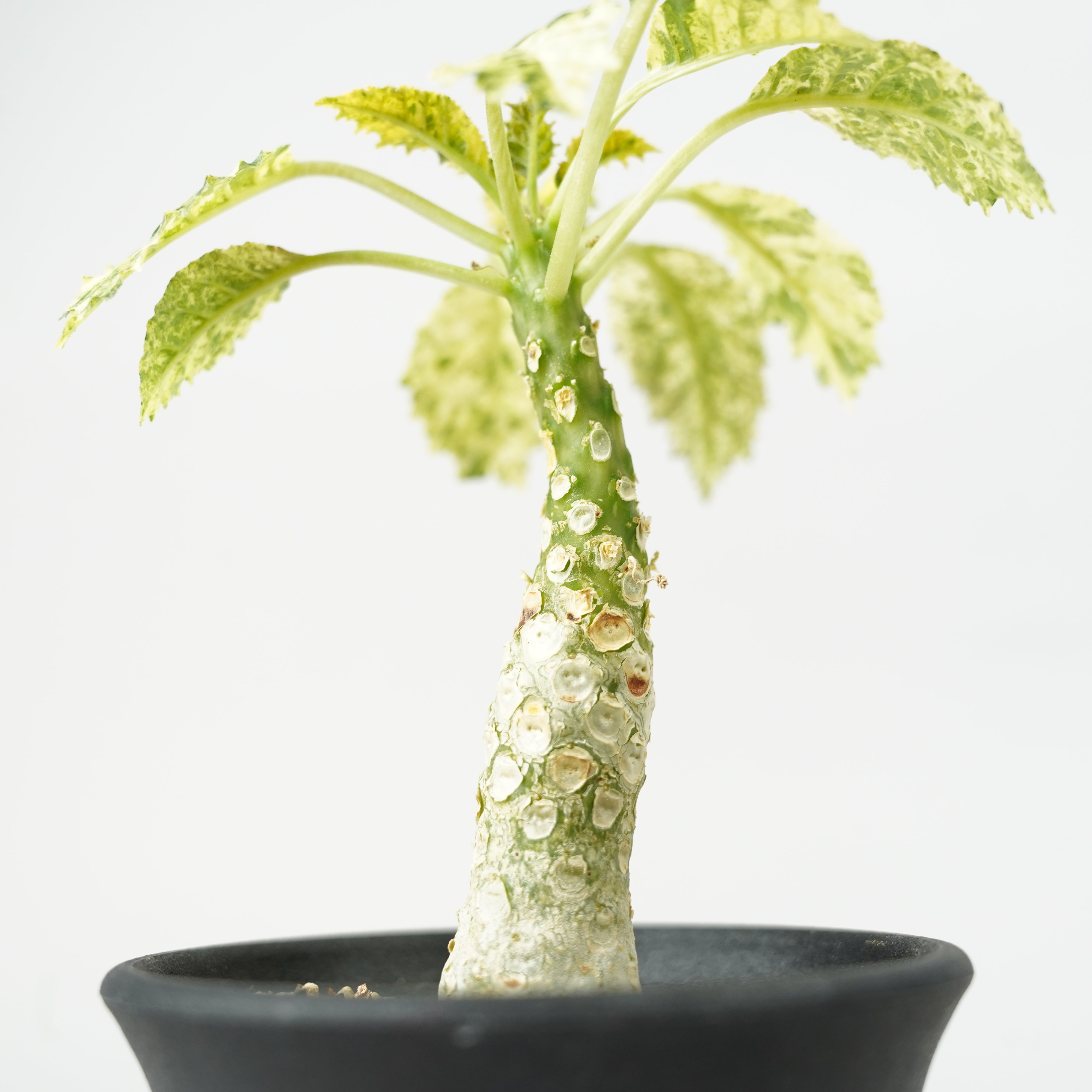 ドルステニア・ホルウッディ 斑入り「Dorstenia horwoodii variegated