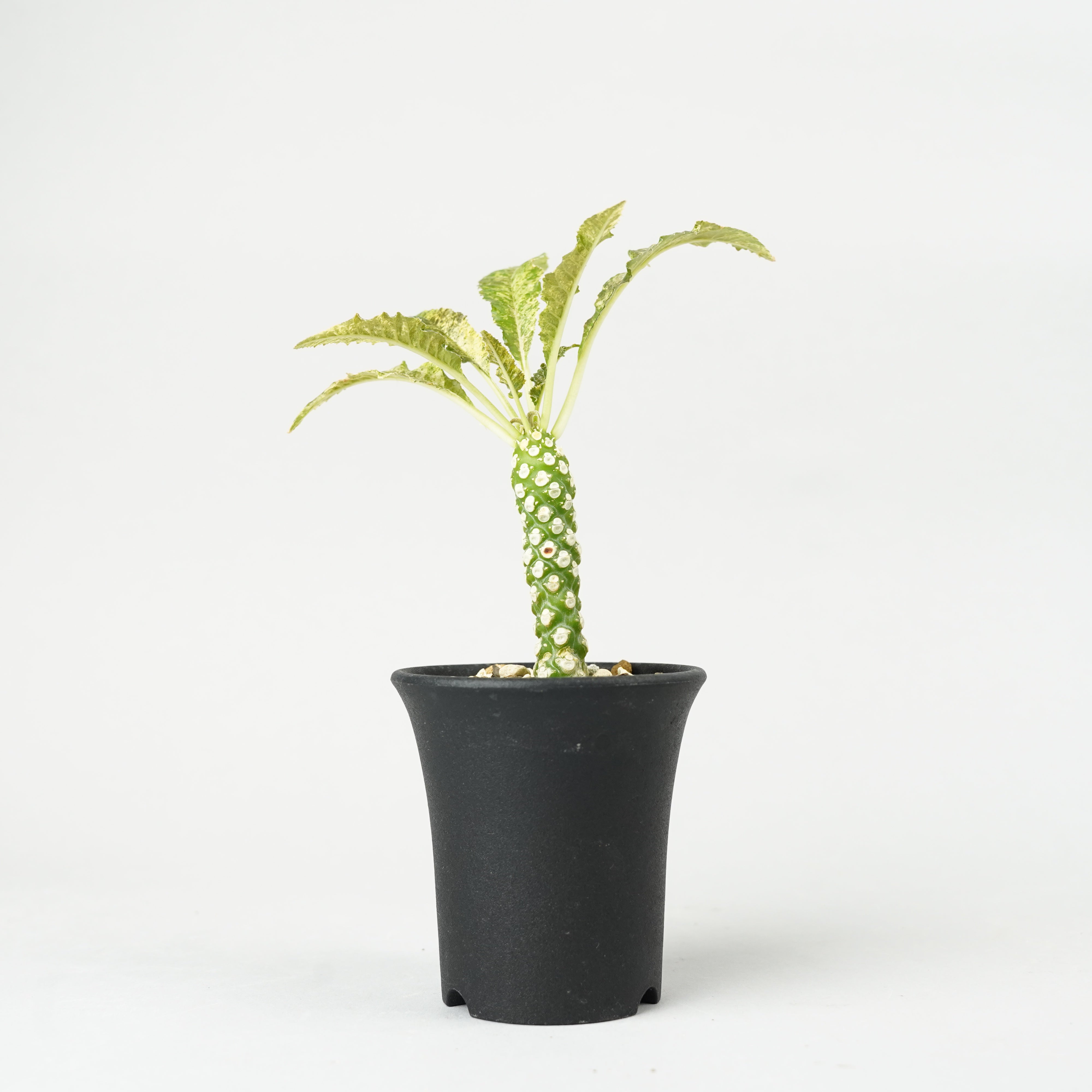 植物/ドルステニア/ホルウッディ – Hachi-8