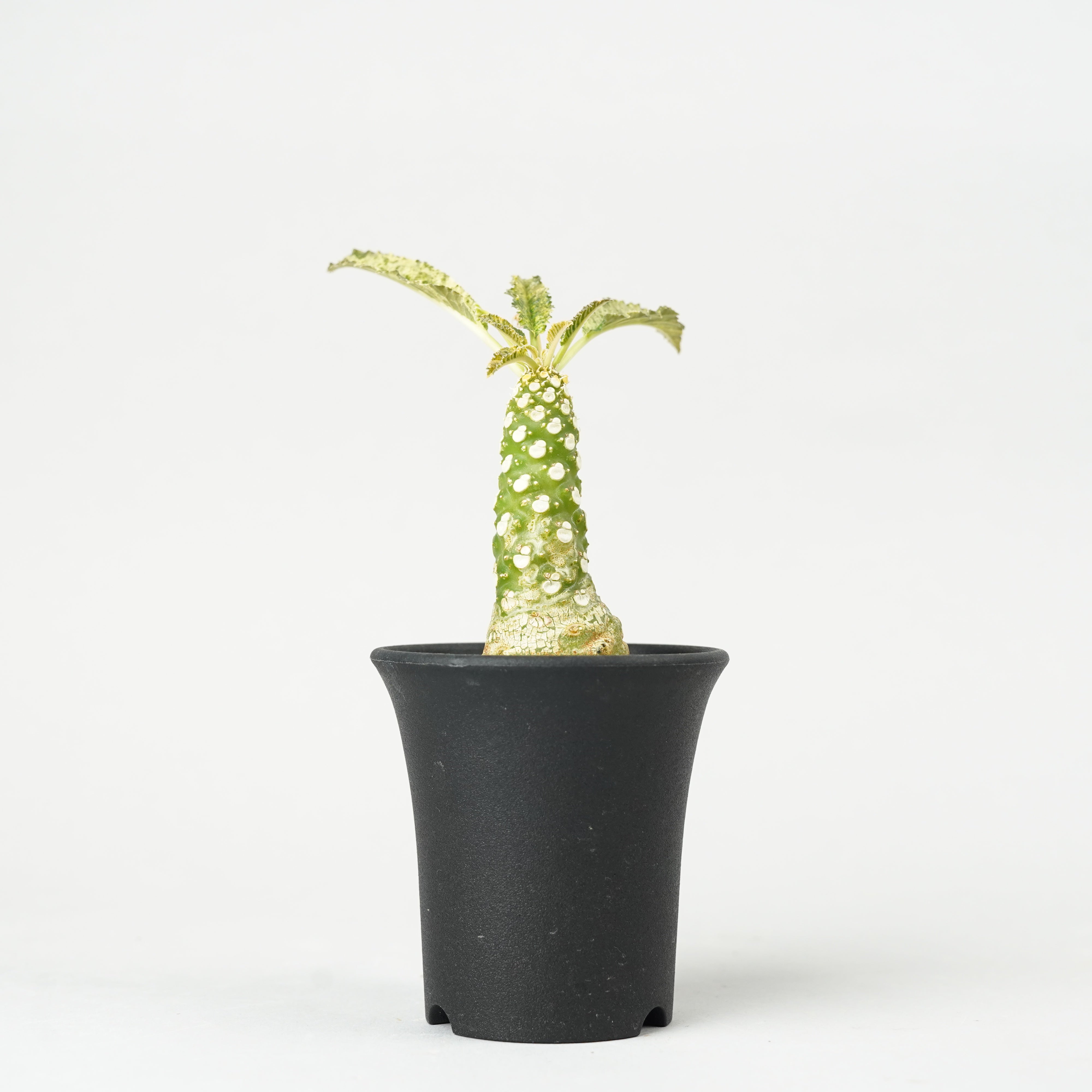 植物/ドルステニア/ホルウッディ – Hachi-8