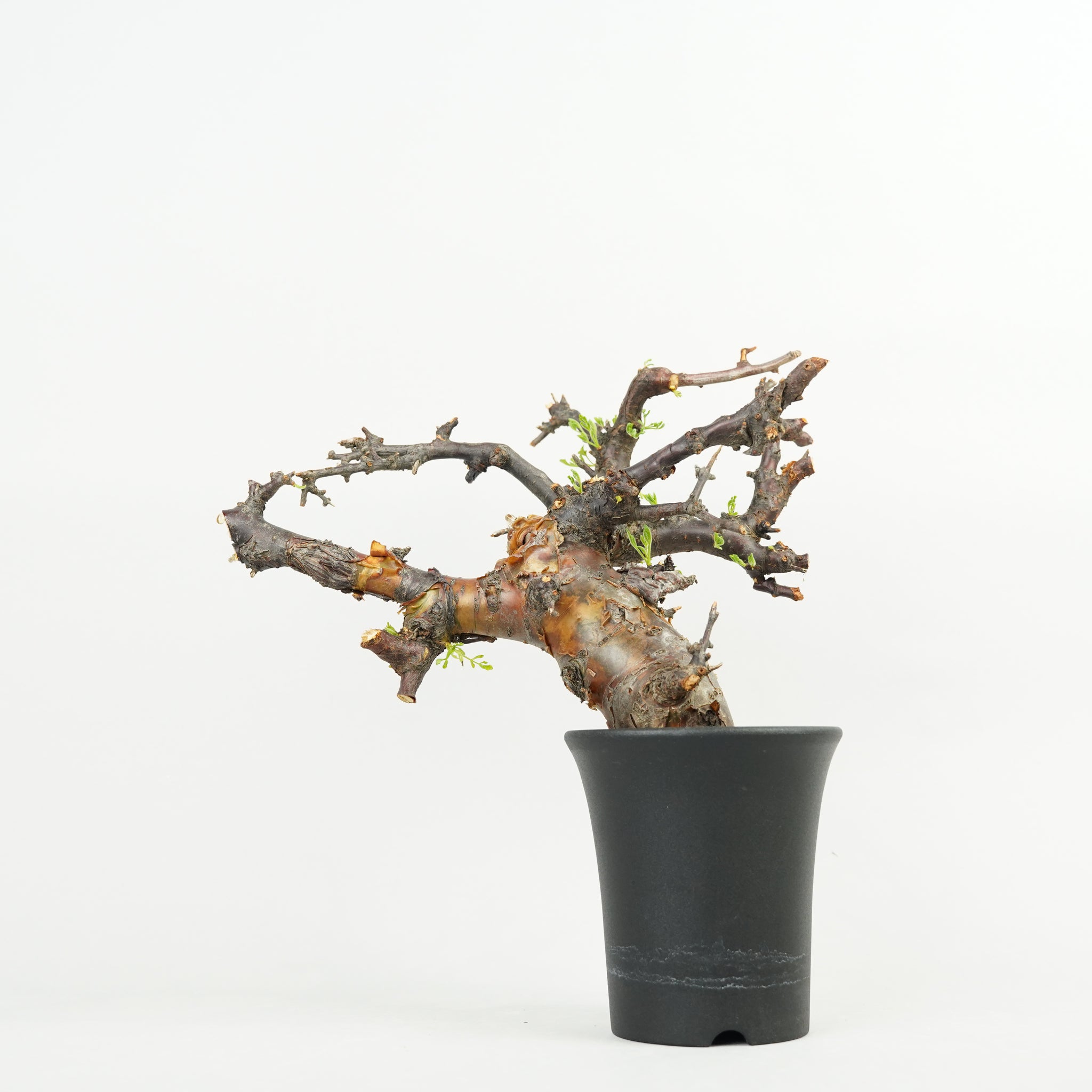 コミフォラ・ボラネンシス「Commiphora boranensis」/ET1204