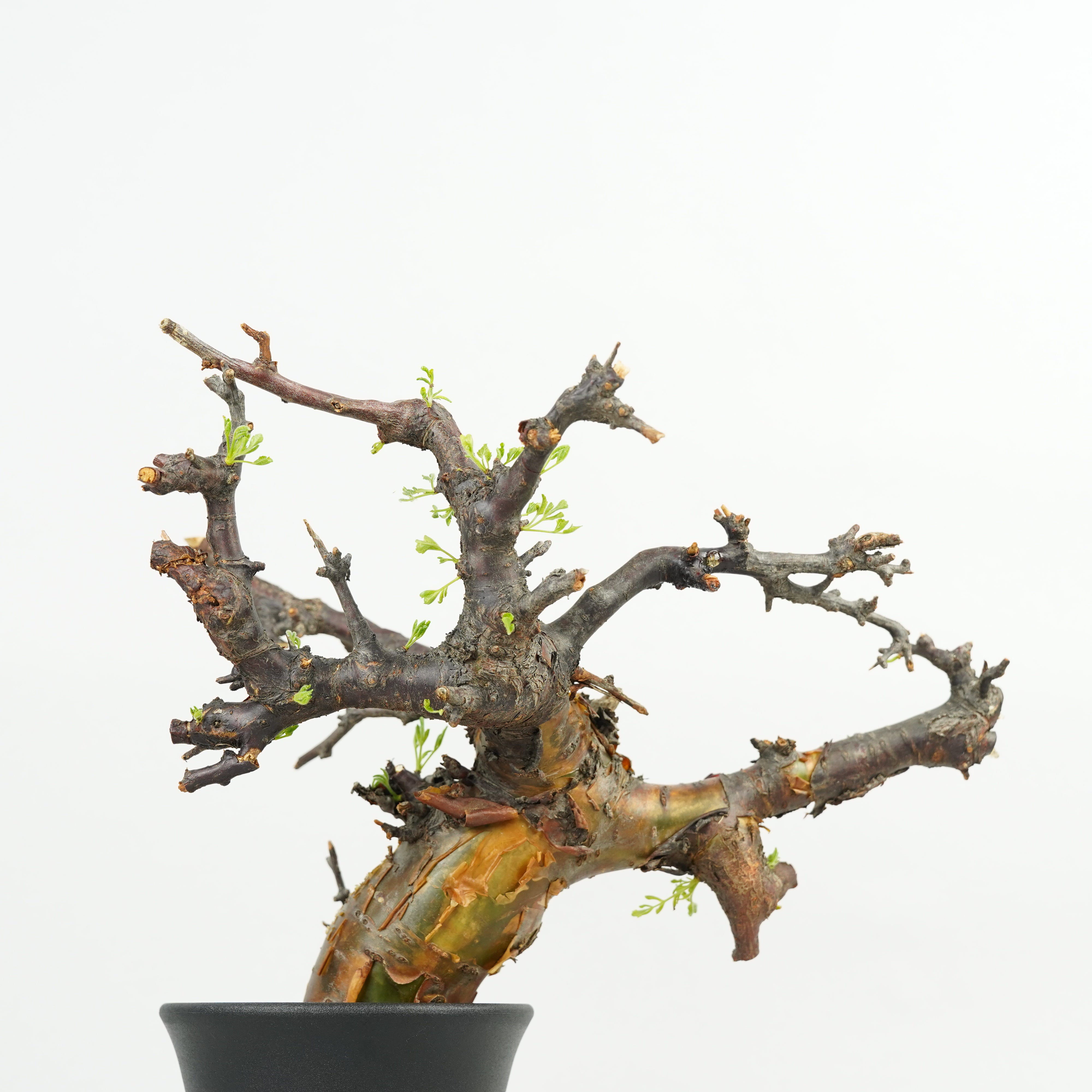 も*ま様 コミフォラ ボラネンシス Commiphora Boranensis Commiphora boranensis コミフォラ ボラネンシス | Wild Fauna