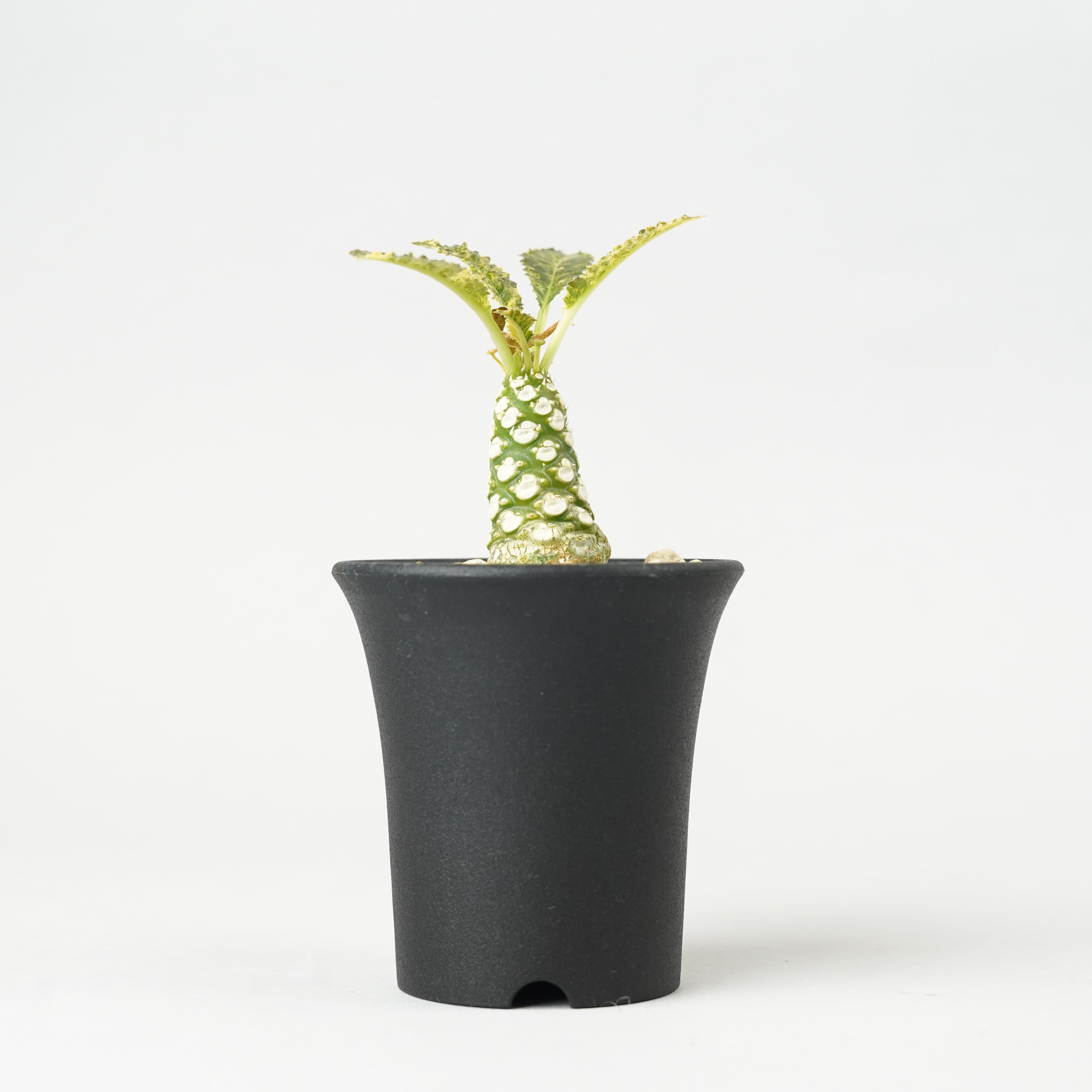 植物/ラブラニー – Hachi-8