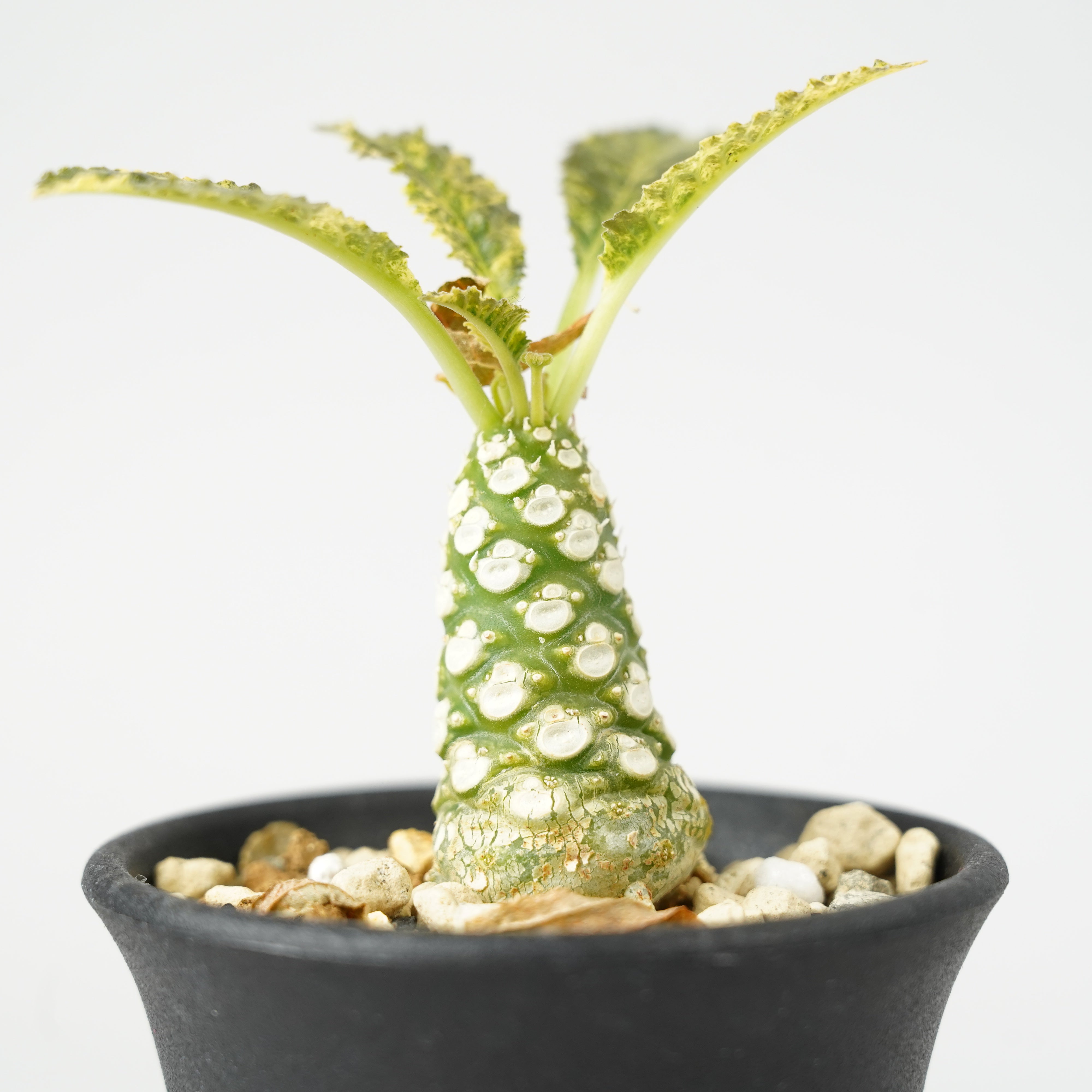 ドルステニア・ホルウッディ 斑入り「Dorstenia horwoodii variegated