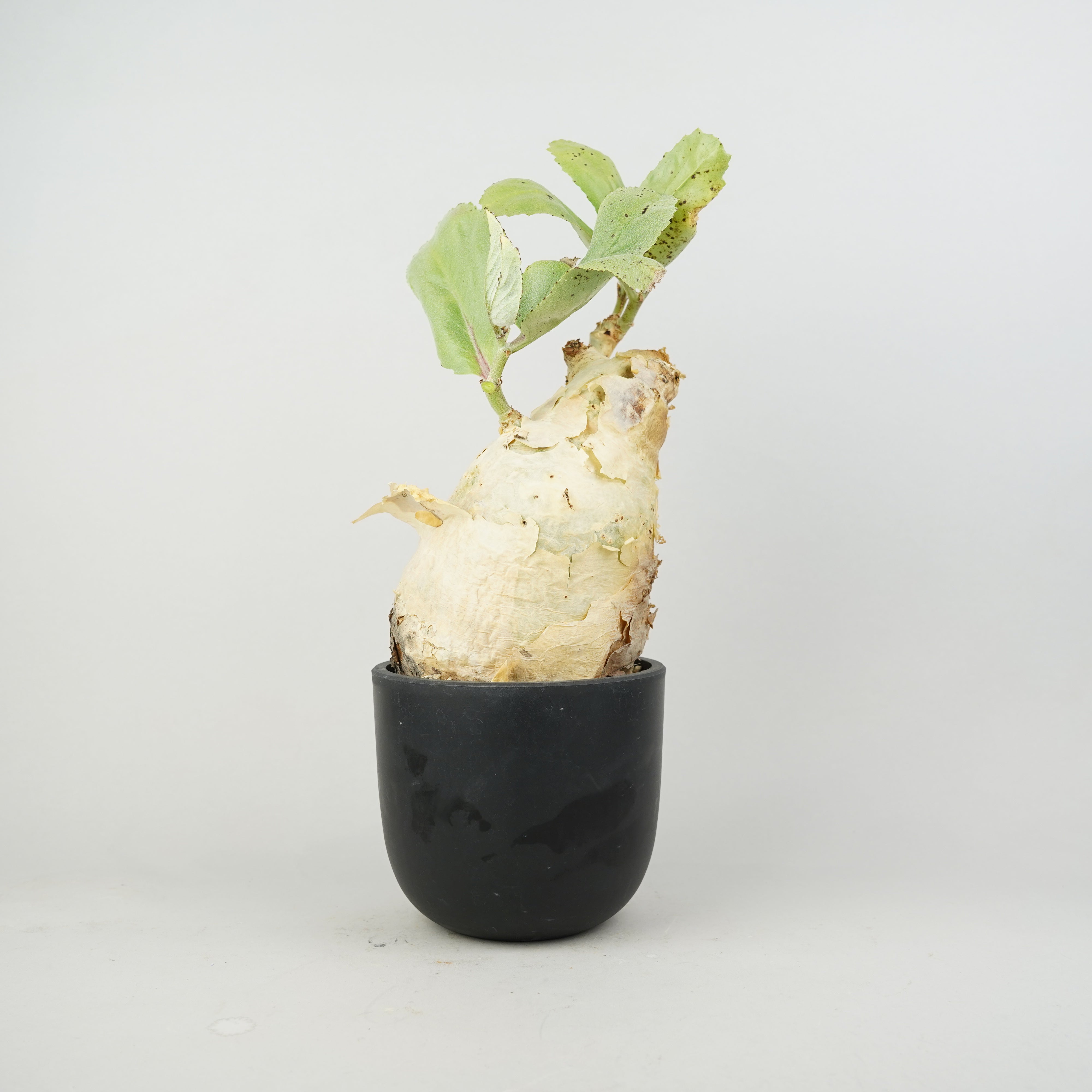 植物/希少植物etc/キフォステンマ – Hachi-8