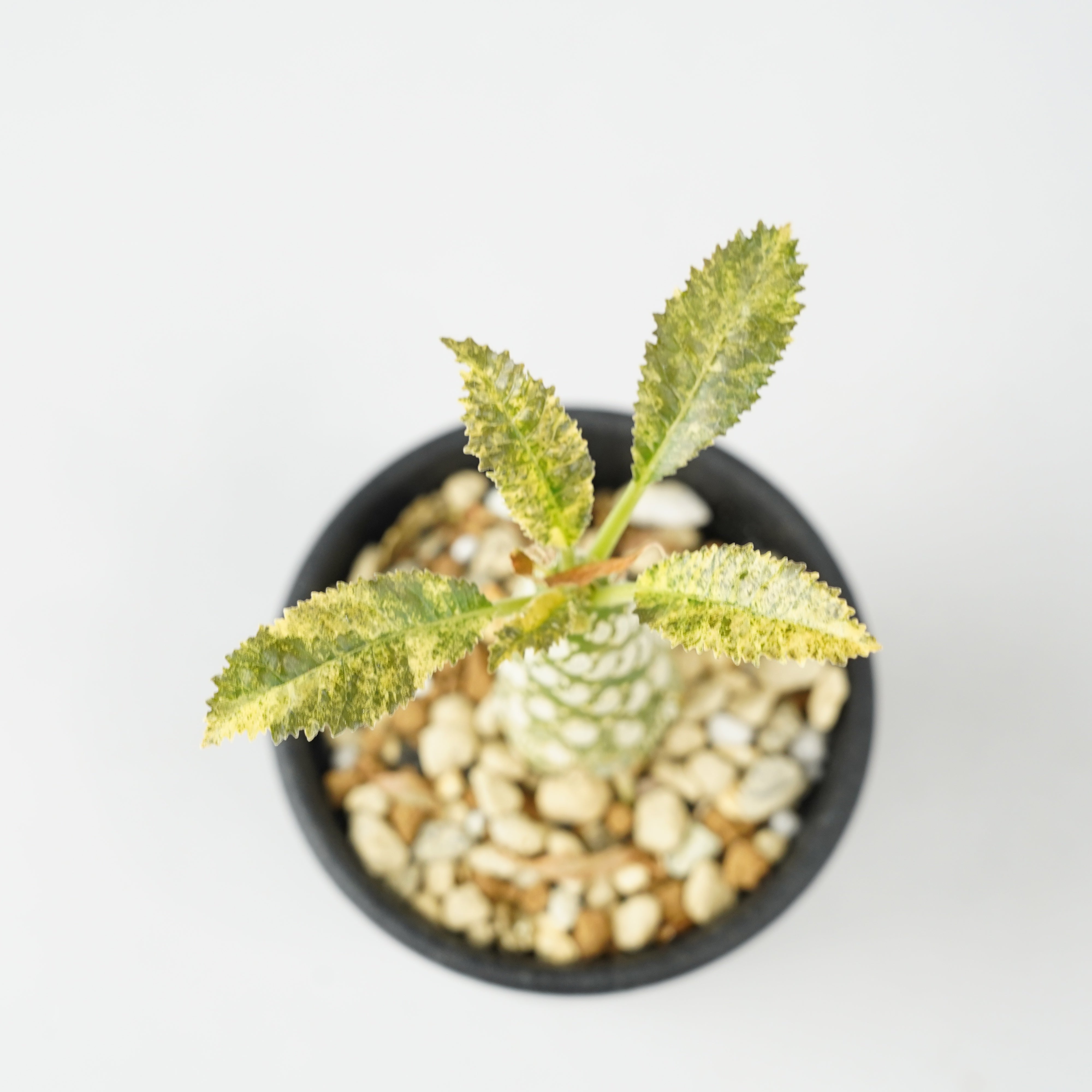 ドルステニア・ホルウッディ 斑入り「Dorstenia horwoodii variegated