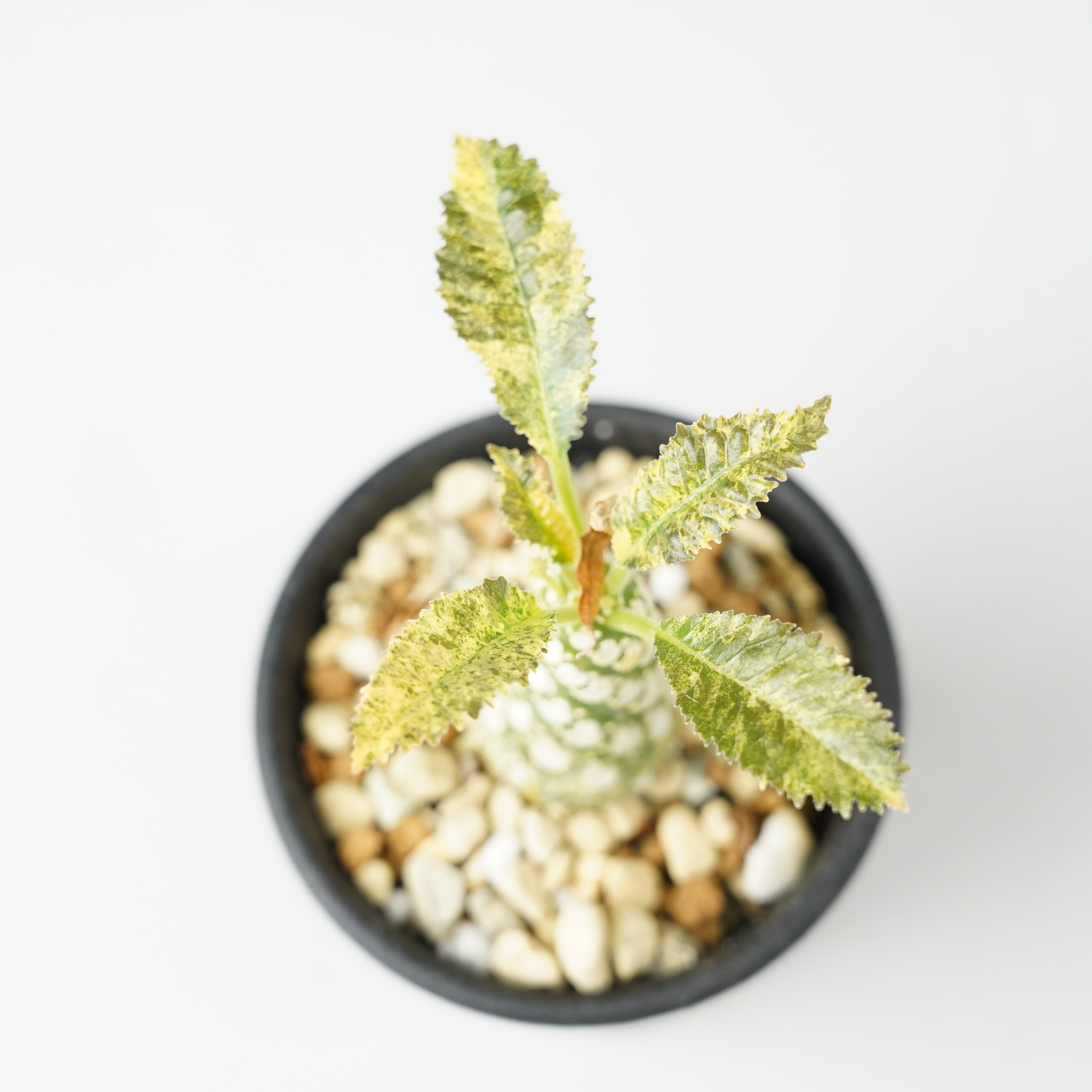 ドルステニア・ホルウッディ 斑入り「Dorstenia horwoodii variegated