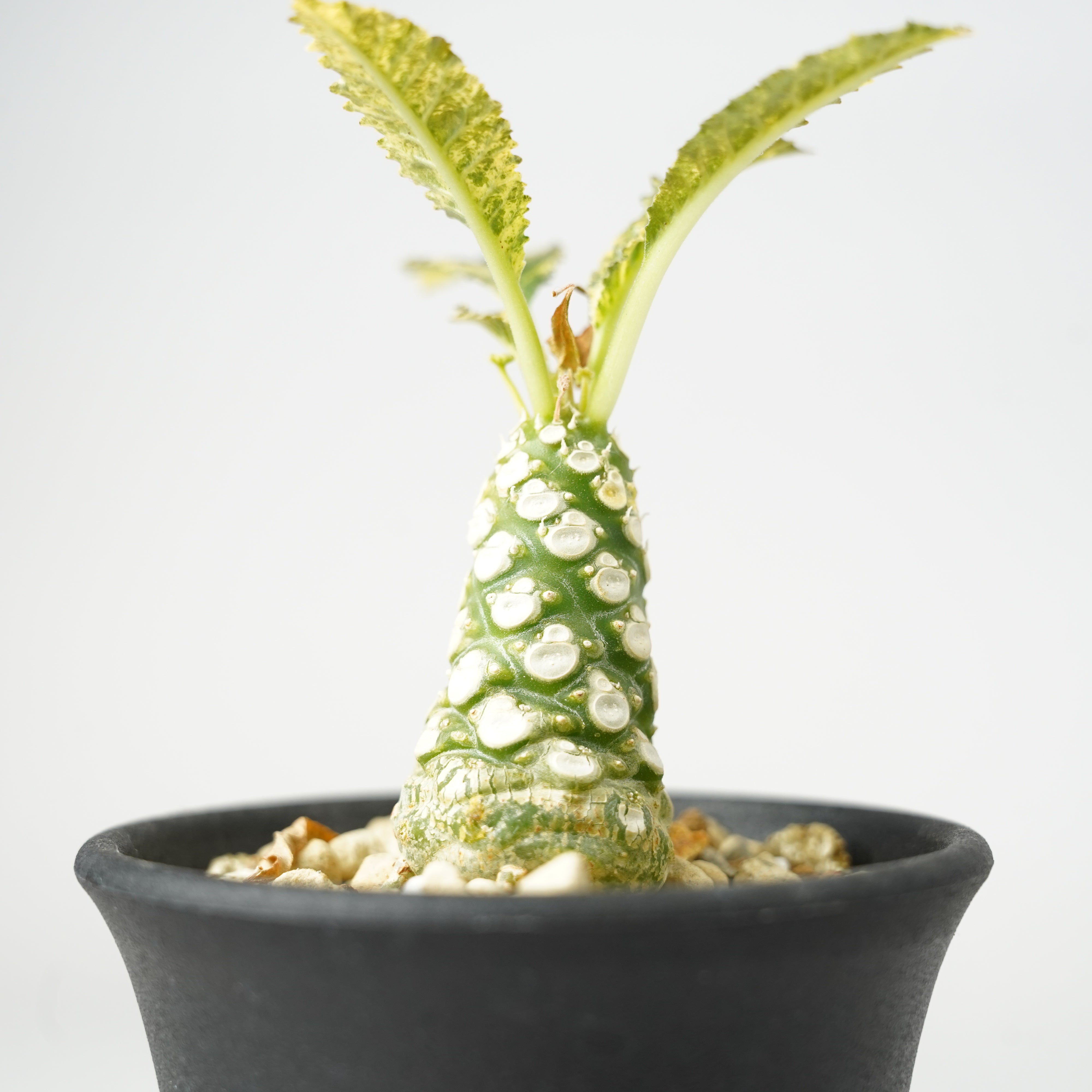ドルステニア・ホルウッディ 斑入り「Dorstenia horwoodii variegated