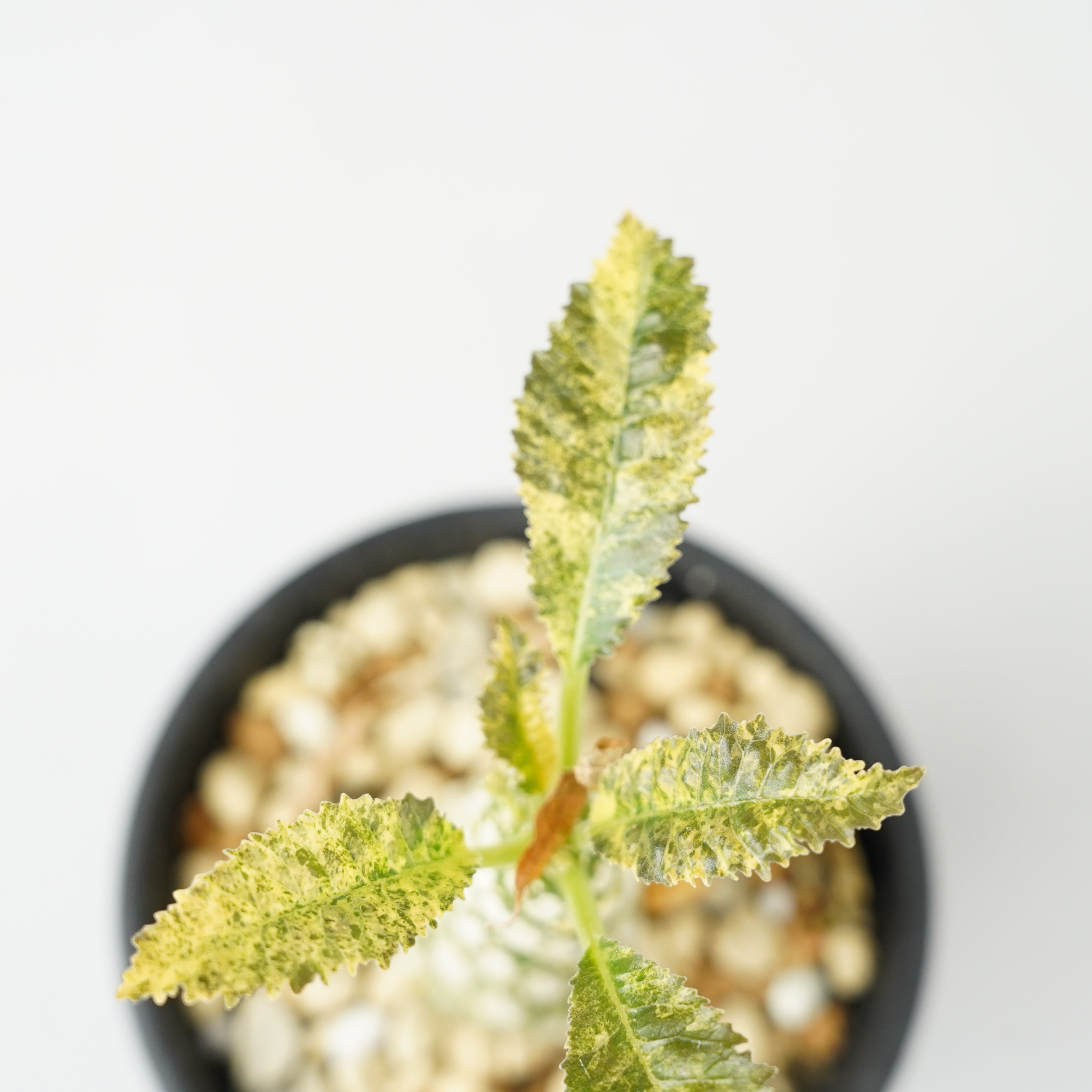 ドルステニア・ホルウッディ 斑入り「Dorstenia horwoodii variegated