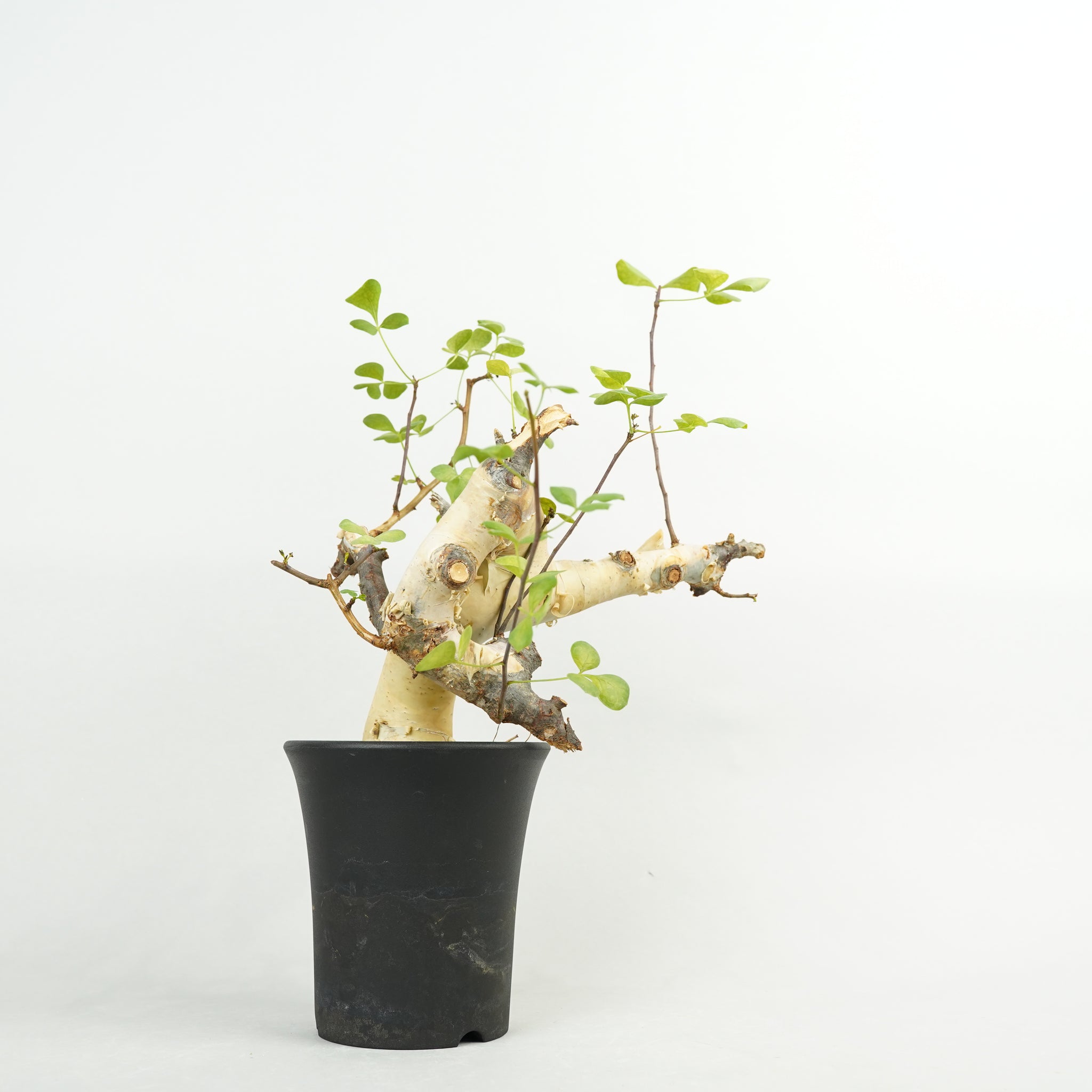 HACHI-8公式】すべての植物 -植木鉢と植物の専門店- – Hachi-8
