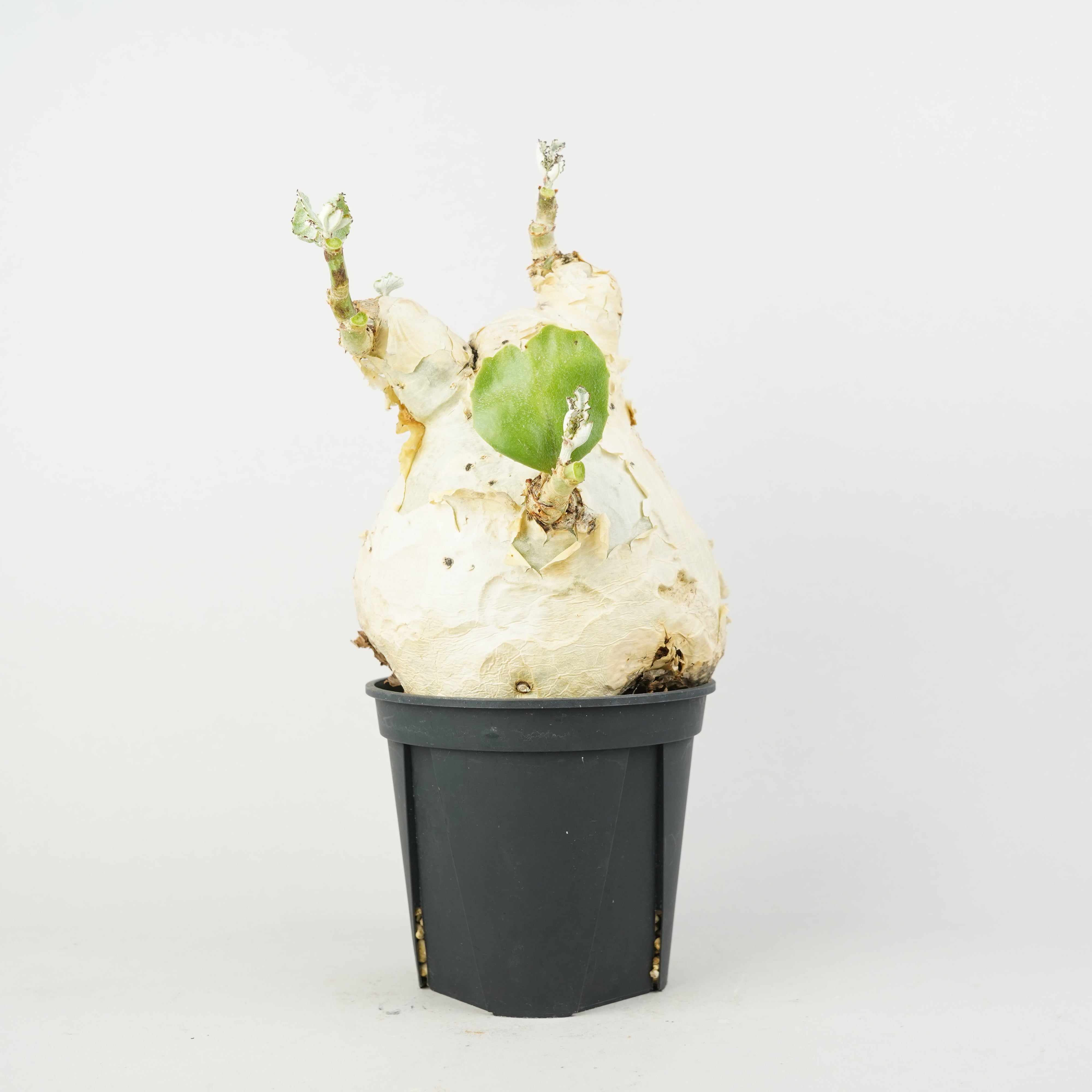 植物/希少植物etc/キフォステンマ – Hachi-8