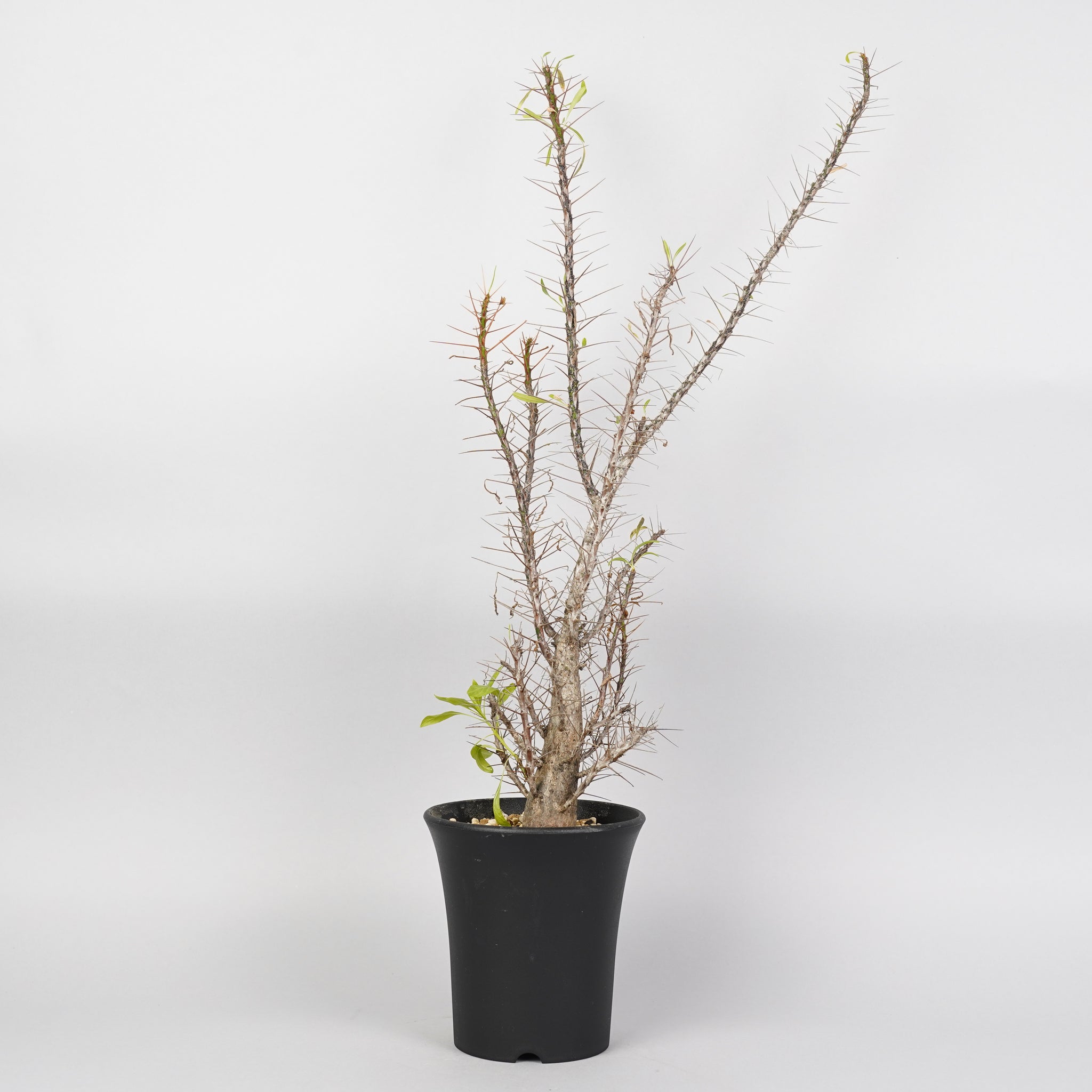 フォークイエリア プルプシー Fouquieria purpusii/ET0051