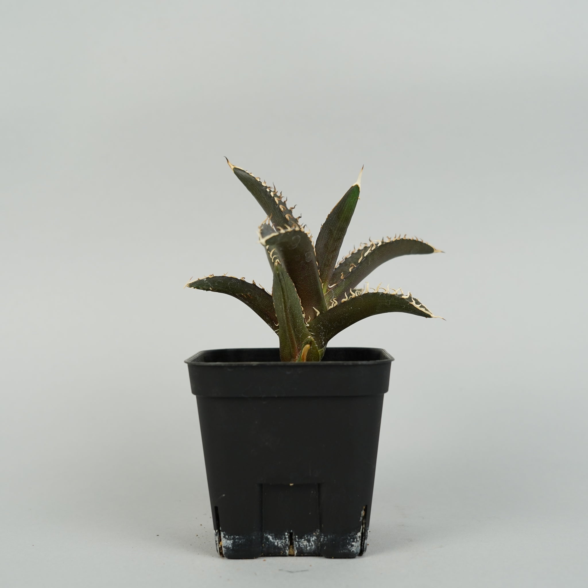 アガベ チタノタ レッドキャットウィーズル Agave titanota red catweezle/AG0087