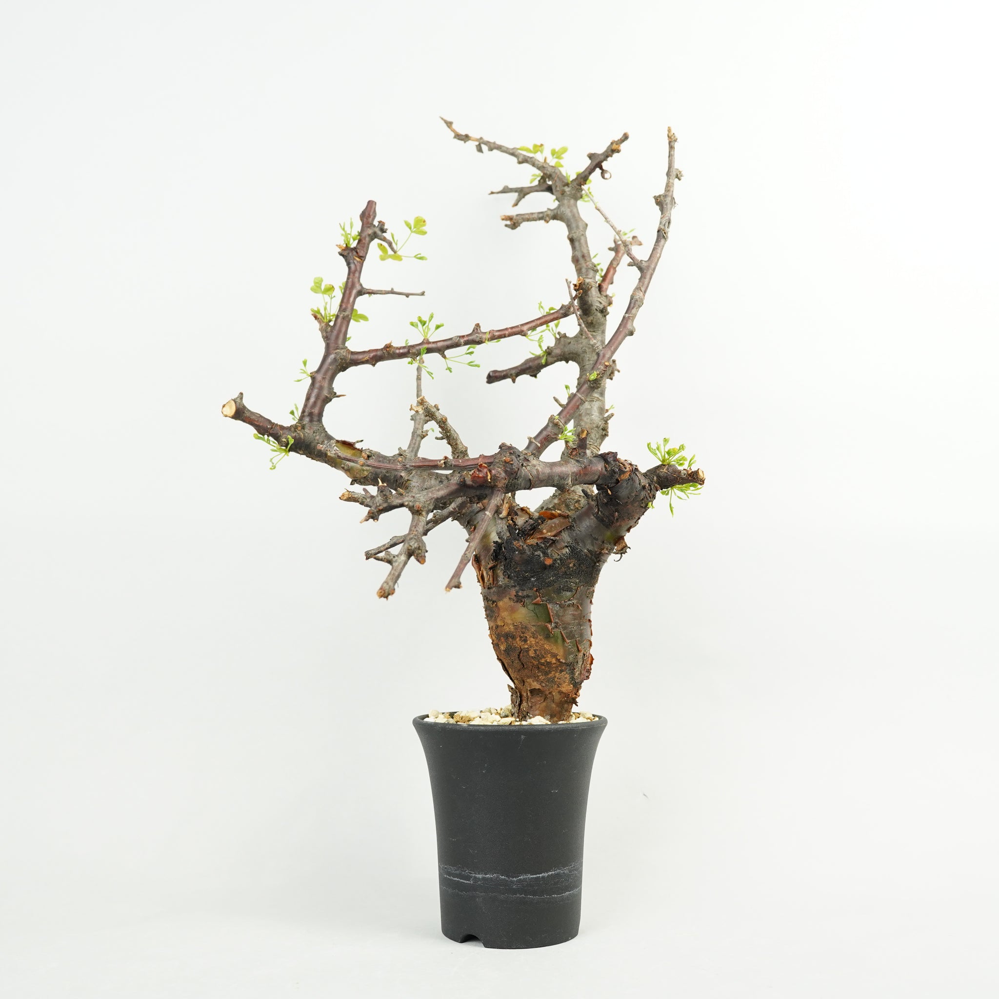 はなはなはなこ アデニウム ウワン アユタヤ鉢植え② ＋BT鉢植え-21 アデニウム（濃ムラサキの花）
